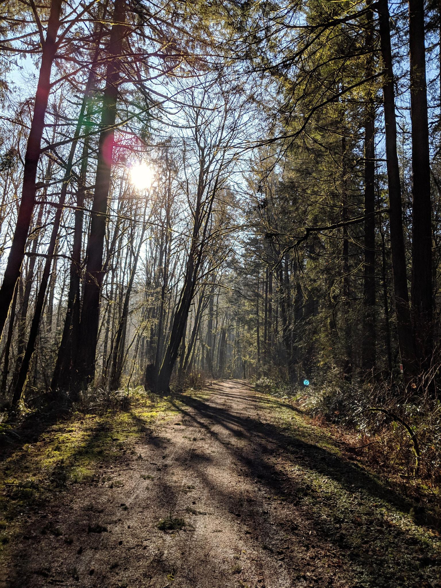 Sunlight streams through tall trees onto a dirt path in a forest.