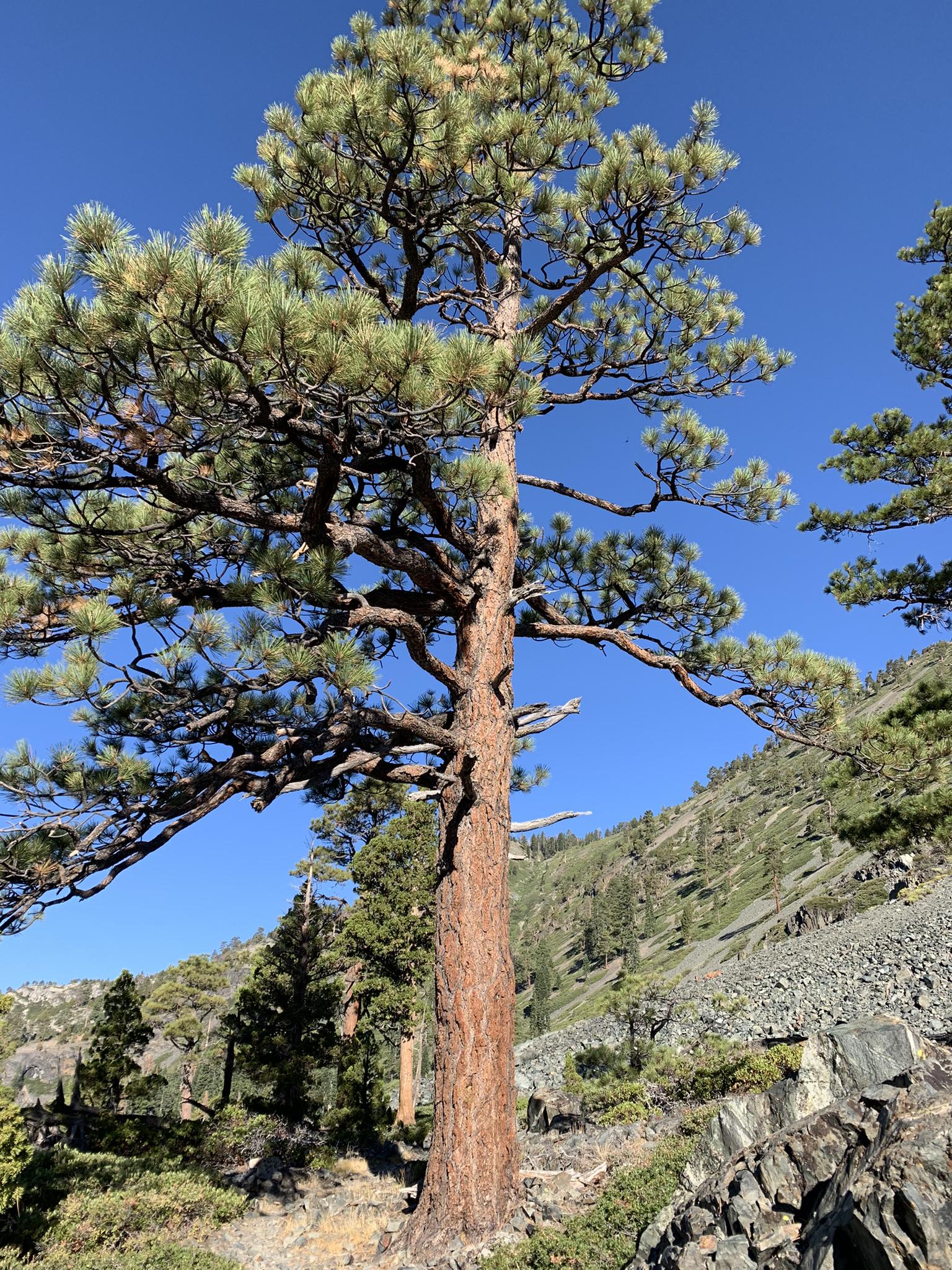 A tall, sturdy pine tree stands on a rocky, forested hillside.