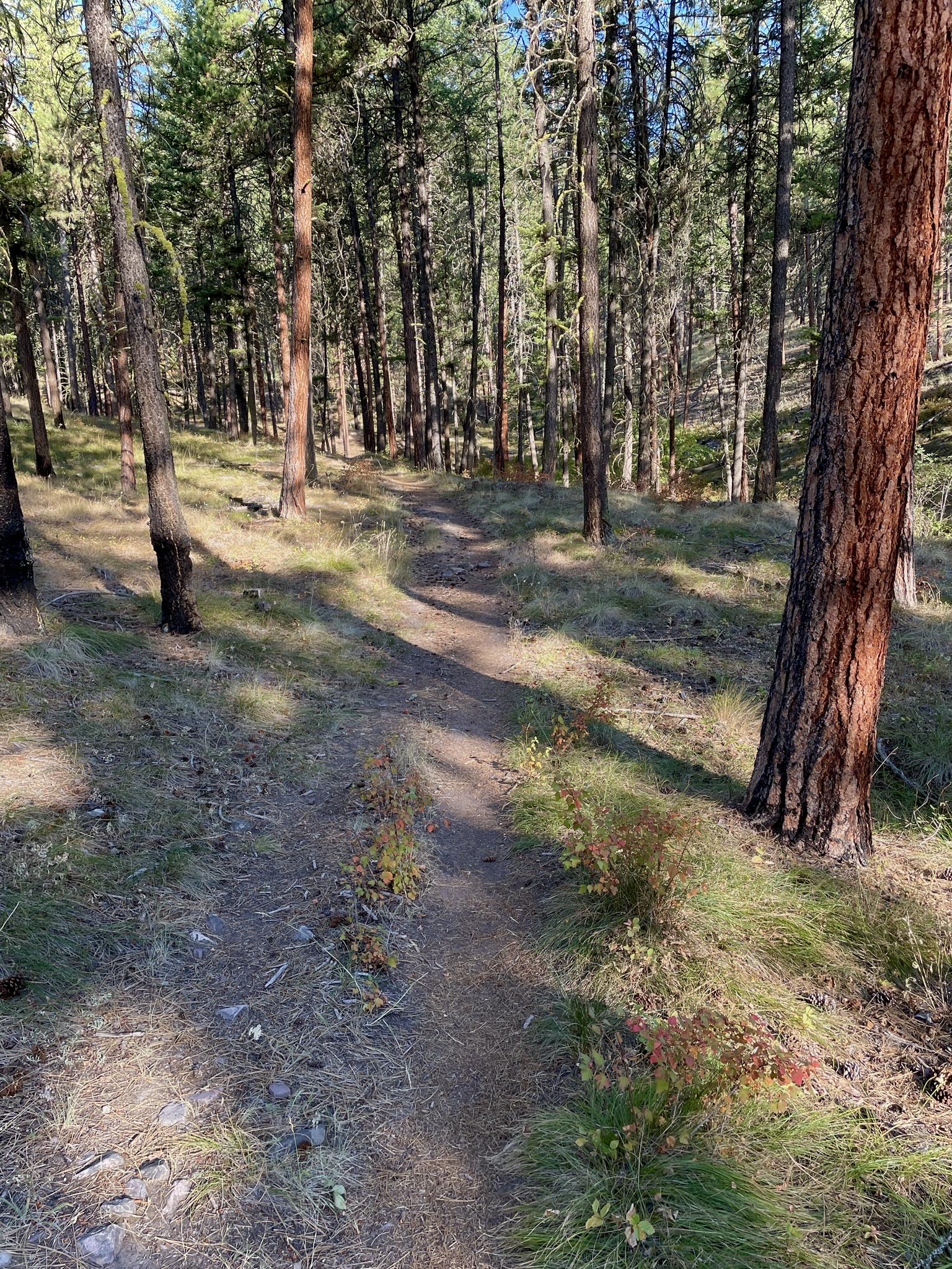 A narrow dirt path through a sun-dappled forest of tall pine trees.