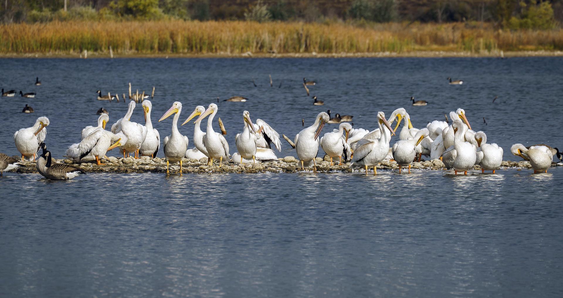 A large flock of white pelicans resting on a narrow strip in a lake.