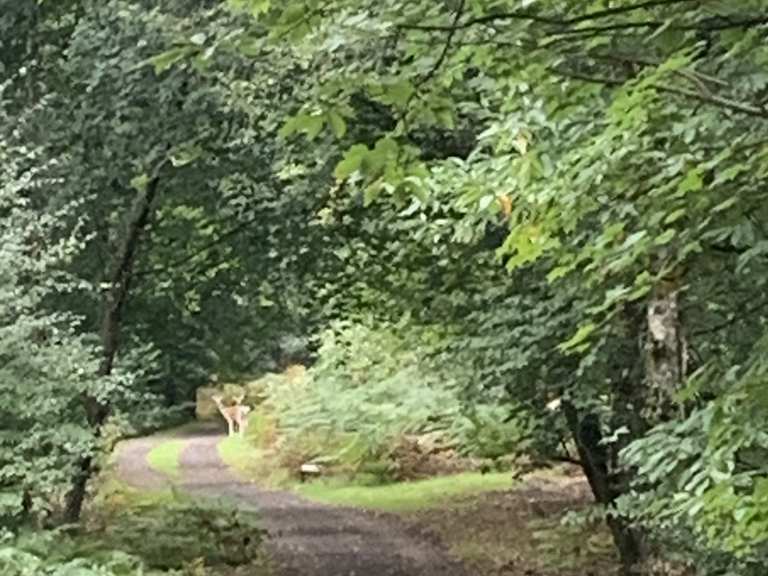 RSPB Franchises Wood Routes for Walking and Hiking | Komoot