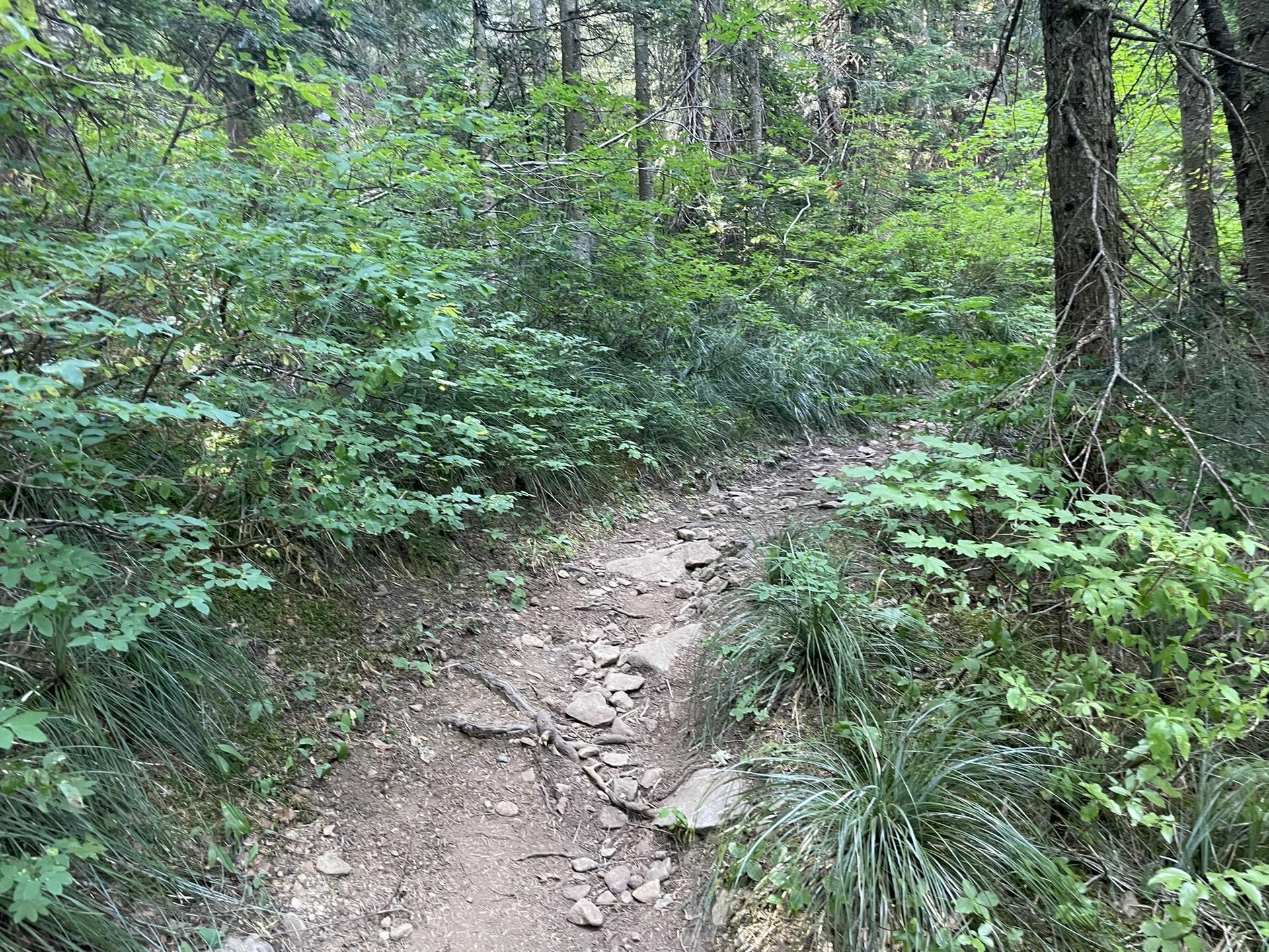 A narrow, rocky dirt path winds through a dense green forest.