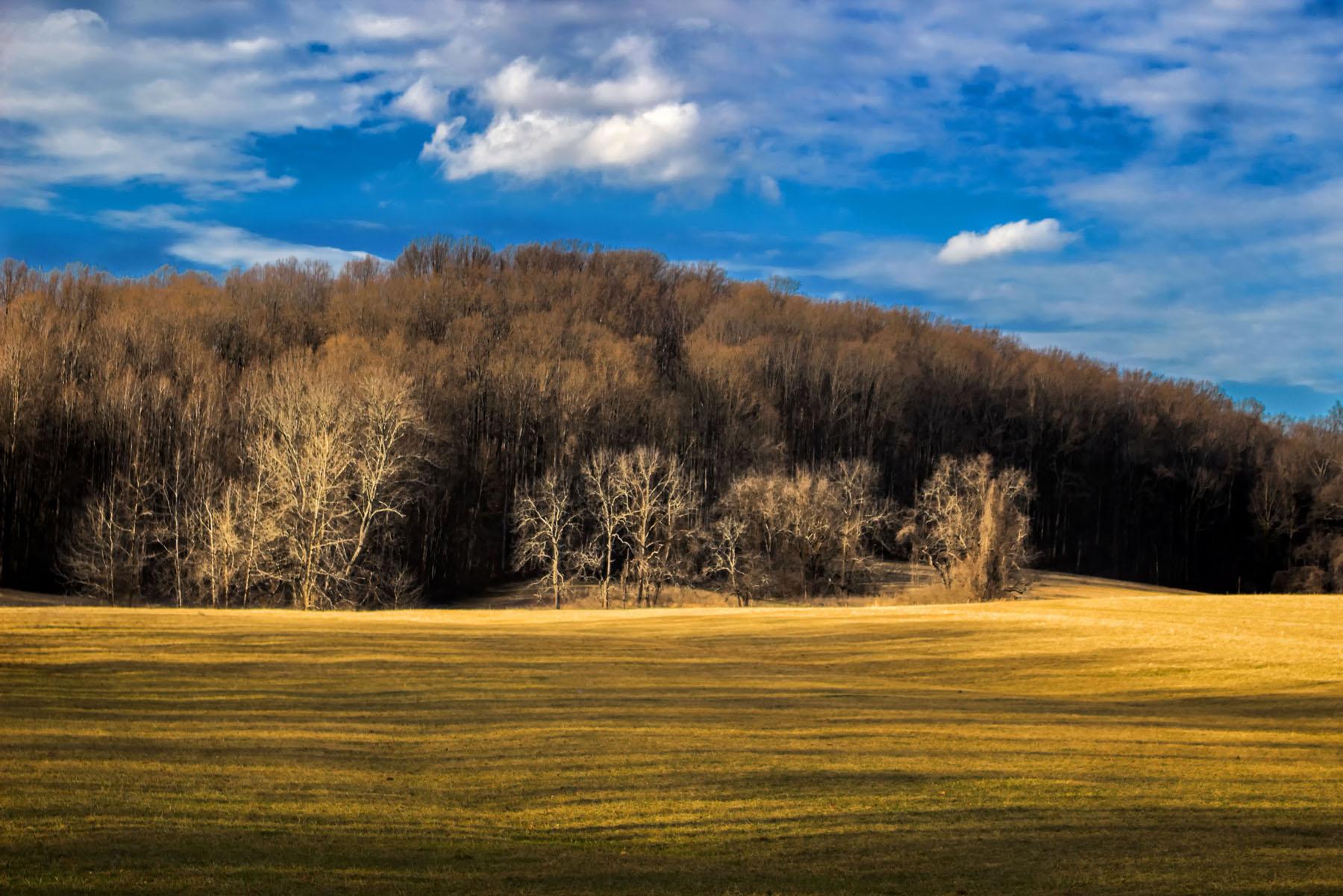 A golden field stretches before a bare winter forest under a blue sky.