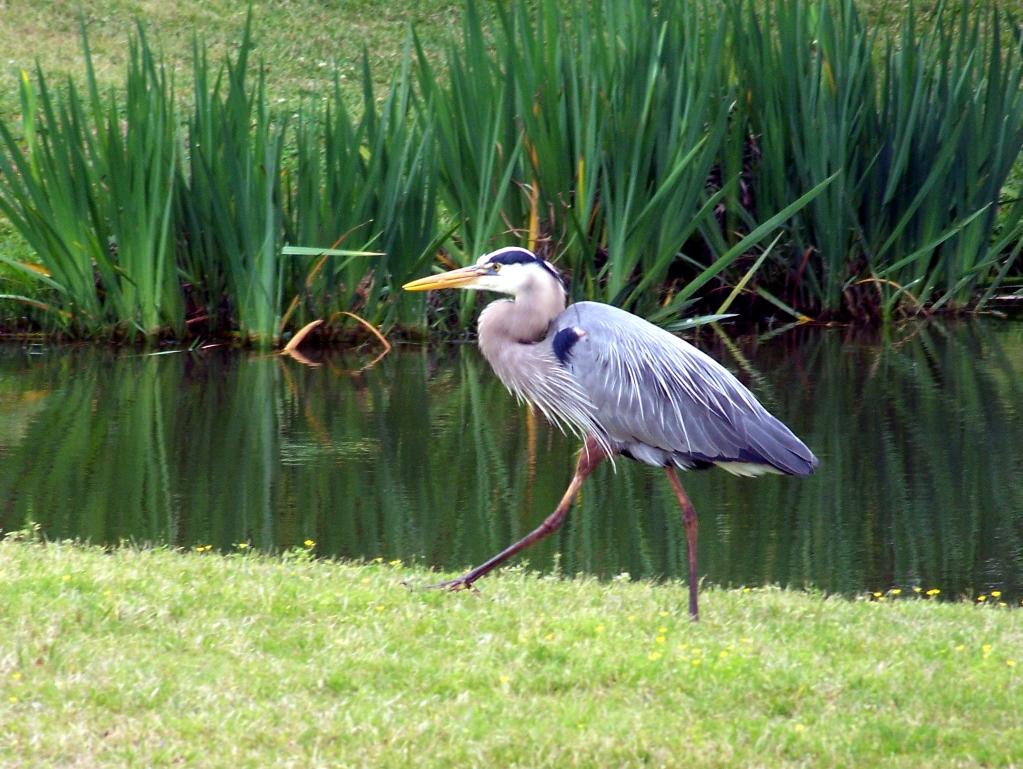 A great blue heron walks on green grass beside a pond with reeds.