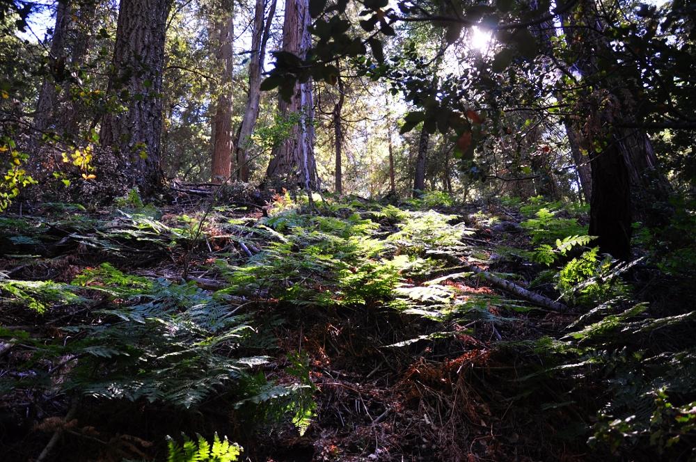 Sunbeams illuminate a forest floor covered in lush green ferns and trees.