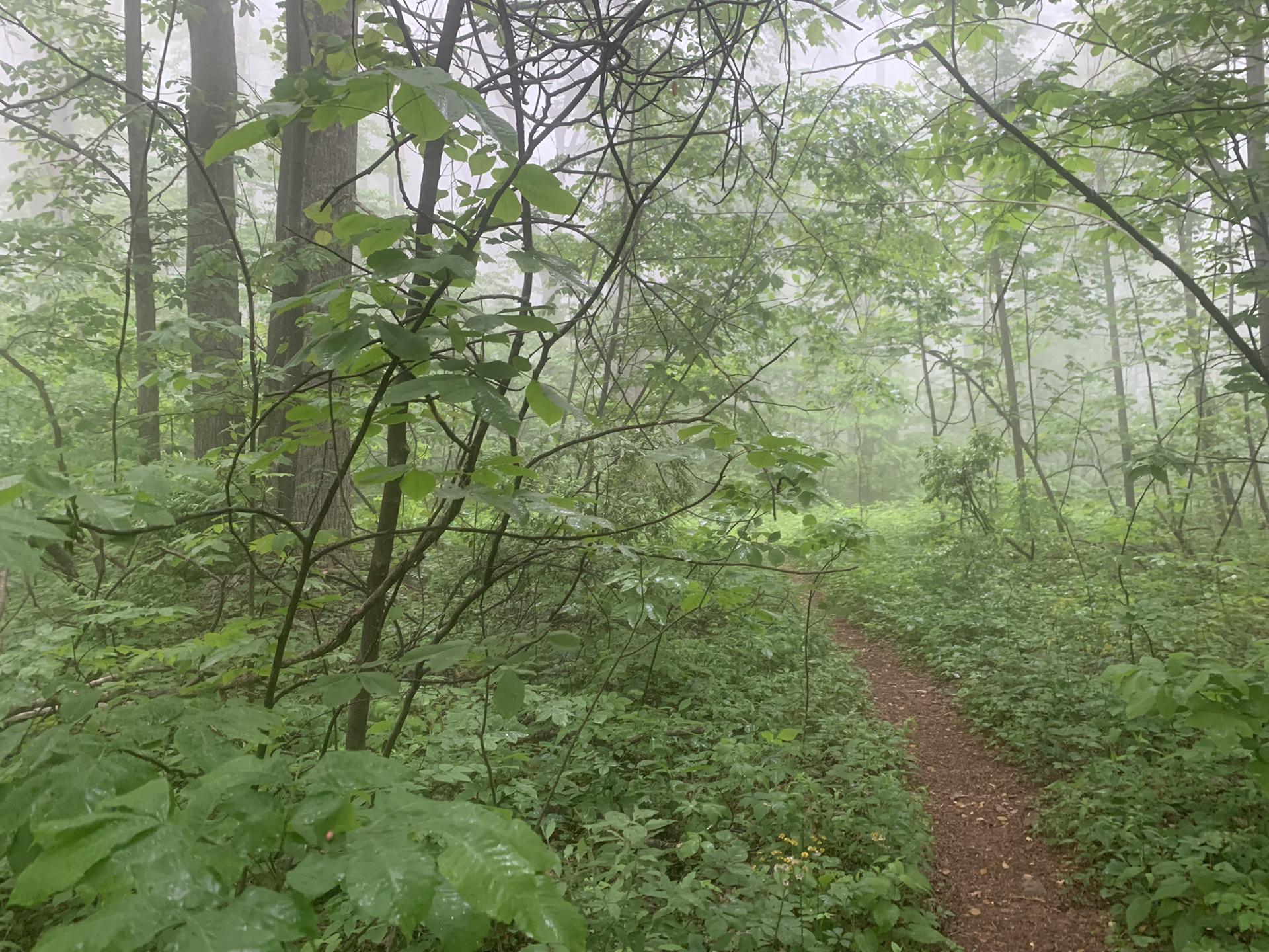 A narrow, leaf-strewn path winds through a misty, dense forest.