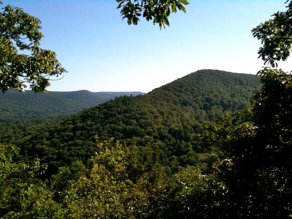 Panoramic view of dense green forest covering rolling hills on a clear day.