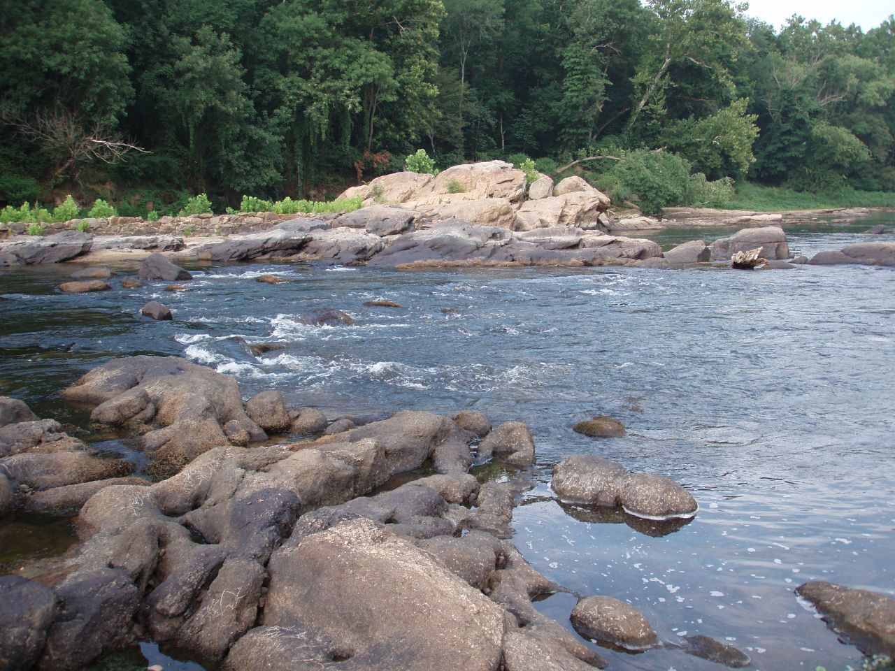 A rocky river with rapids flowing past a dense green forest. - River access! – Rappahannock River loop from Fredericksburg