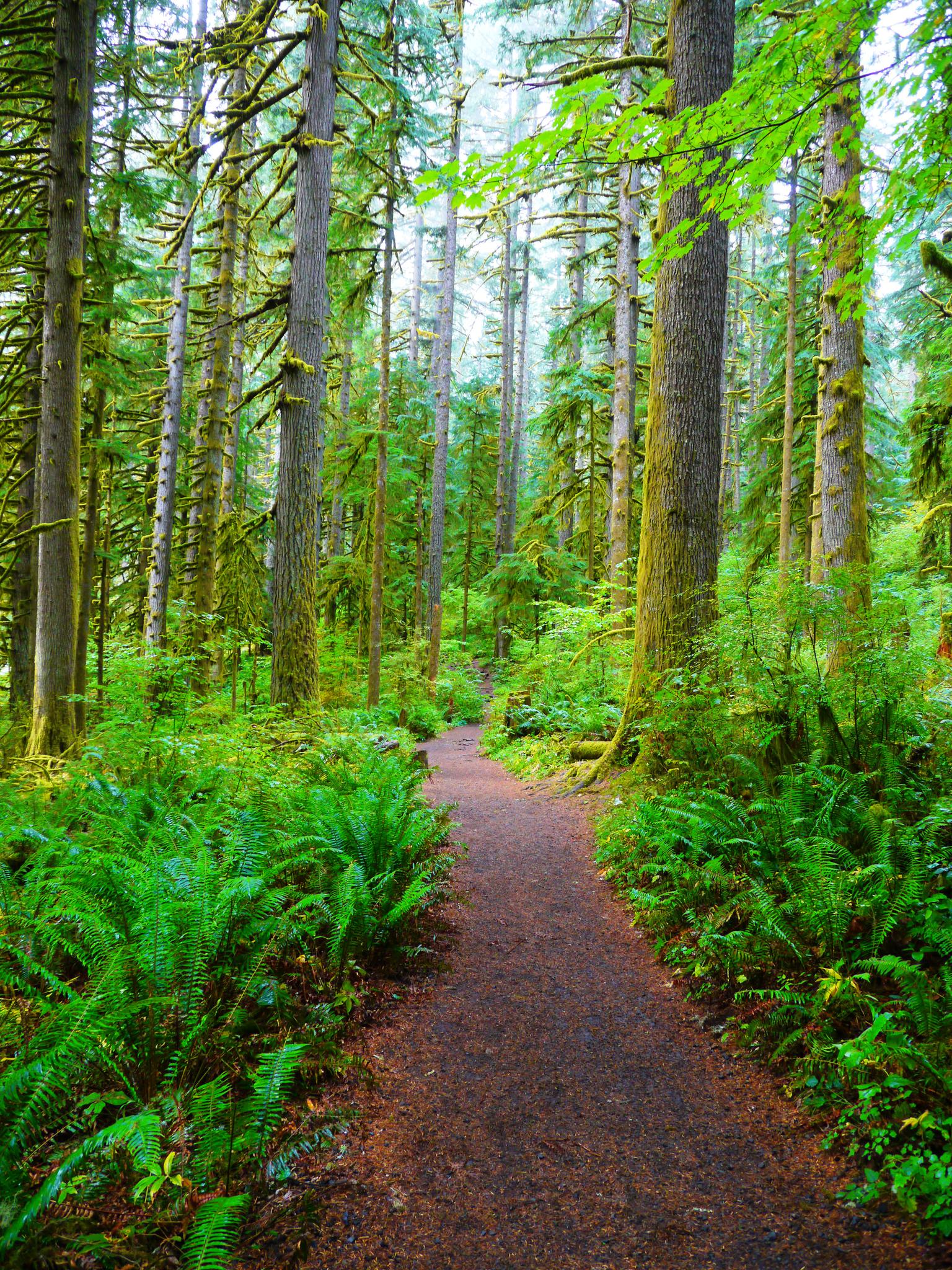 A winding dirt path through a dense, vibrant green forest with tall trees.