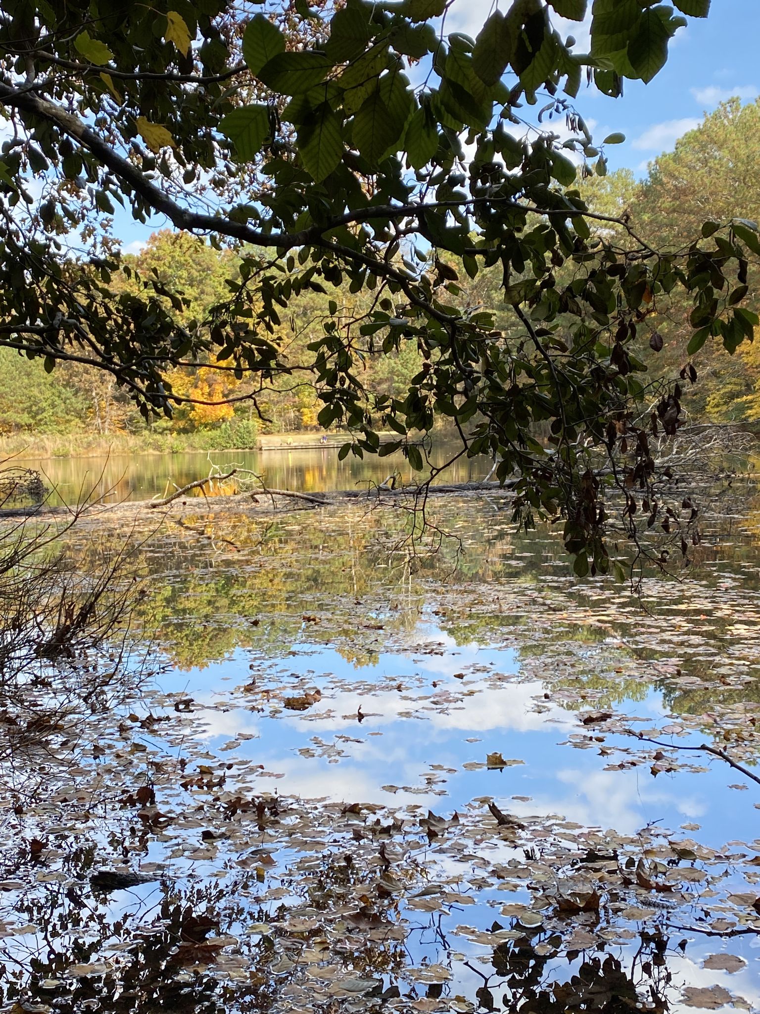 Lake surface covered in floating leaves, reflecting blue sky and autumn trees. - Cochran Shoals and Sope Creek Loop