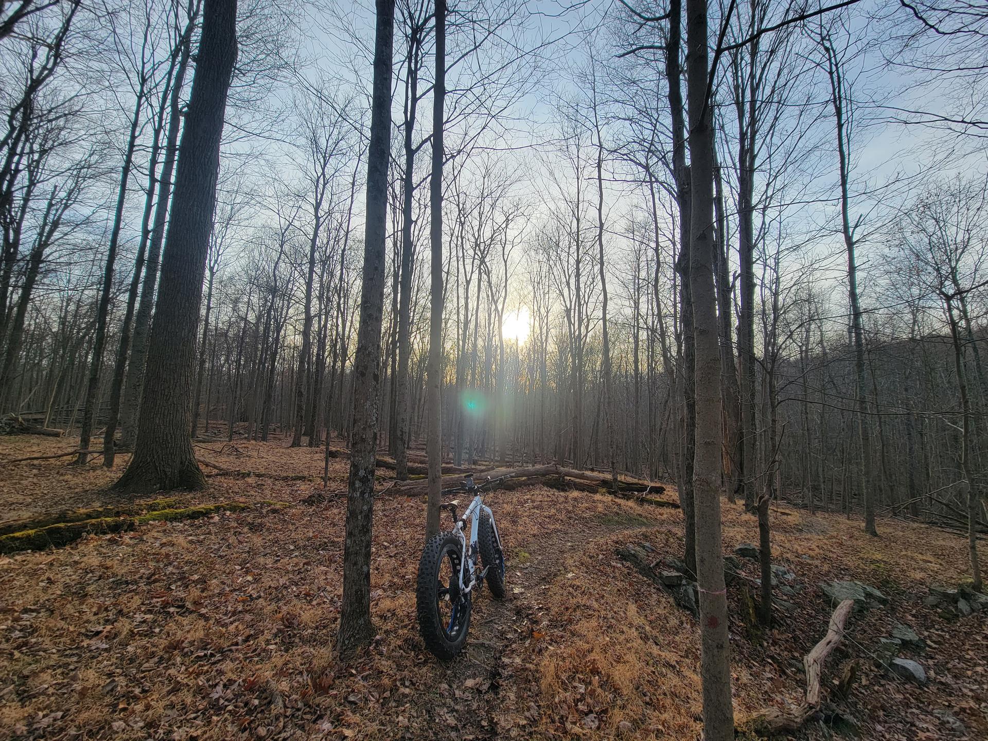 A fat-tire bike on a leaf-covered forest path, sun filtering through bare trees.