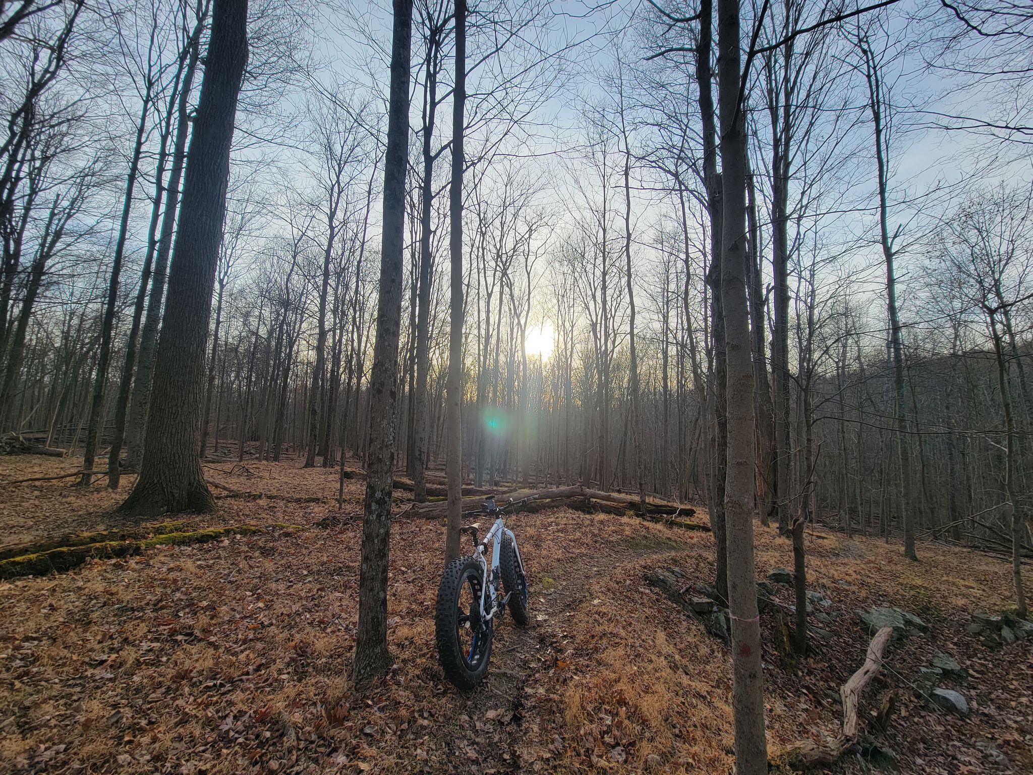A fat-tire bike on a leaf-covered forest path, sun filtering through bare trees. - Camp Orange Loop