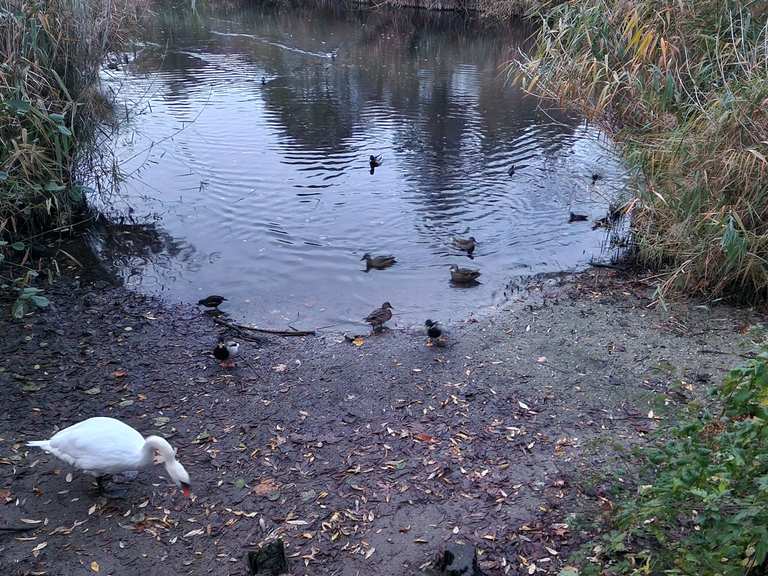 Rixdorfer Teich Touren und Karten komoot