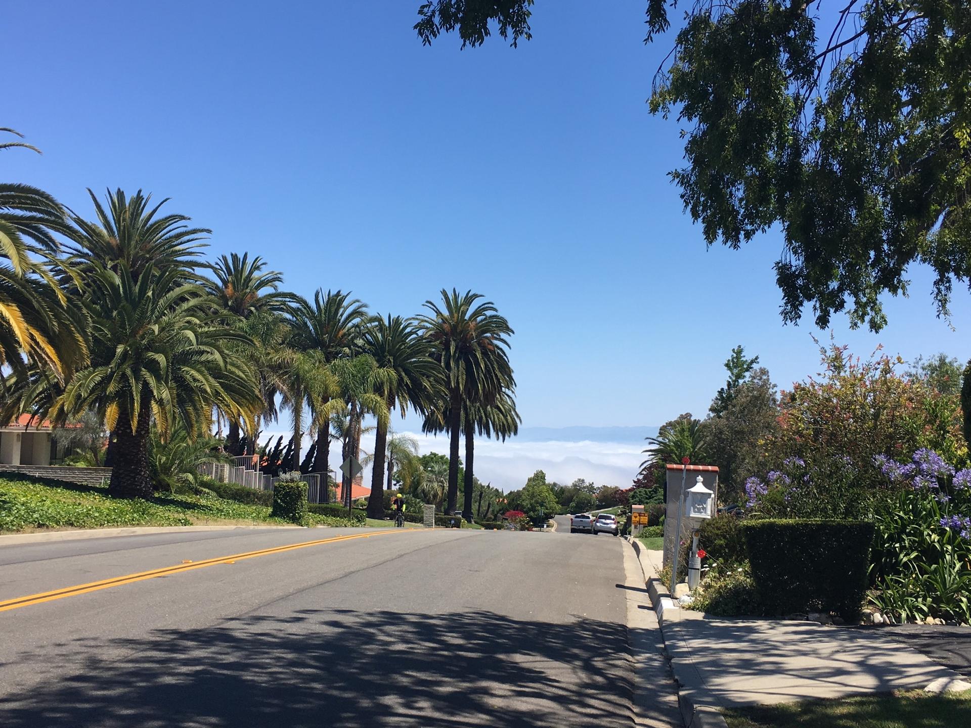 Sunny road lined with palm trees overlooking distant low-lying clouds.