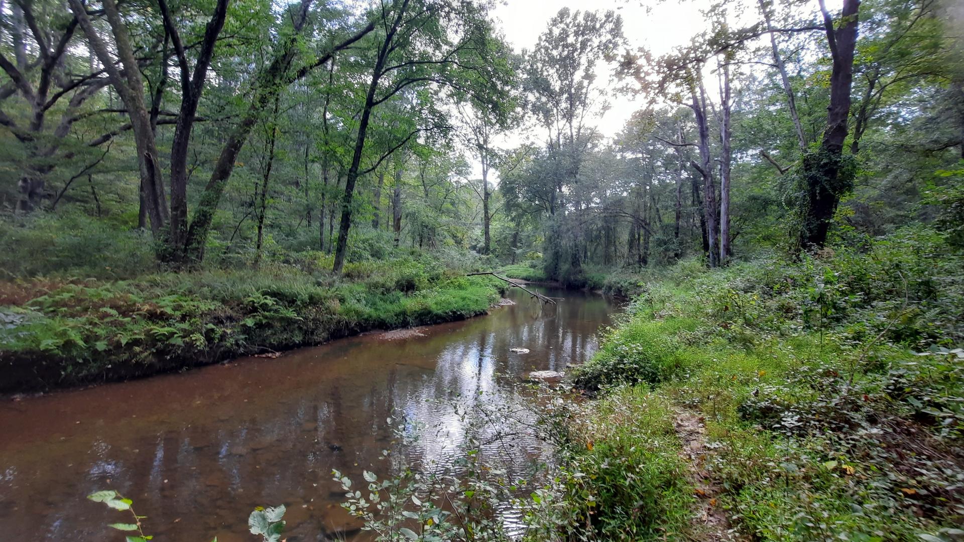 Serene stream winding through a lush green forest on an overcast day.