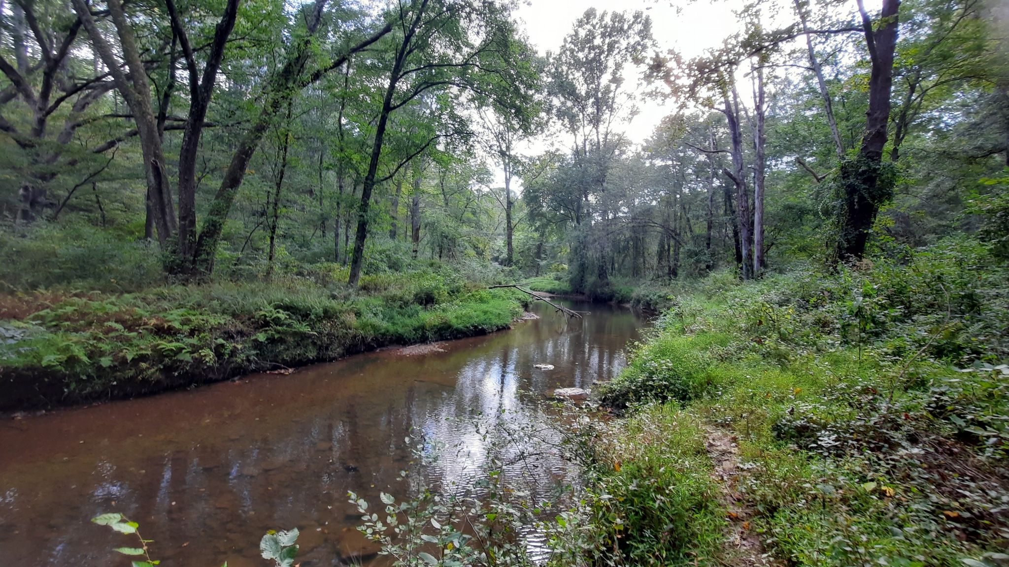 Serene stream winding through a lush green forest on an overcast day. - Rachel Carson Conservation Park Loop