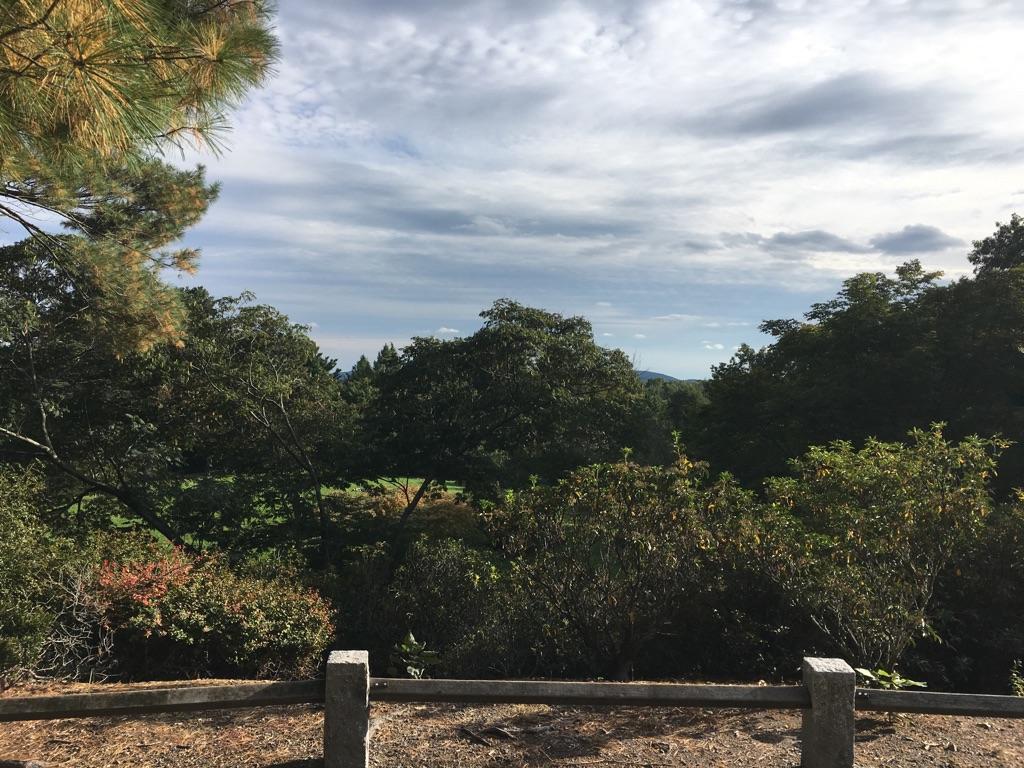Overcast view of dense trees and shrubs with a wooden fence.