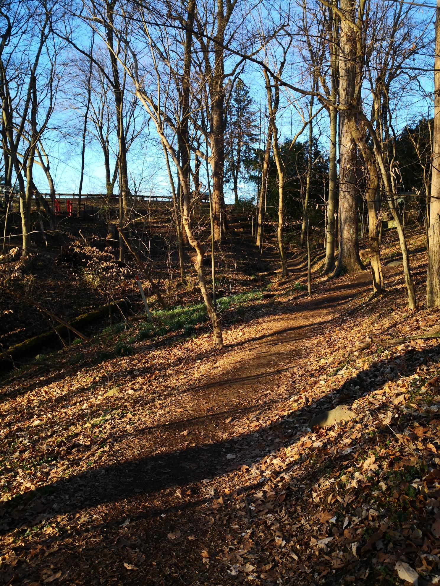Sunlit dirt path winding through a forest with bare trees and fallen leaves.
