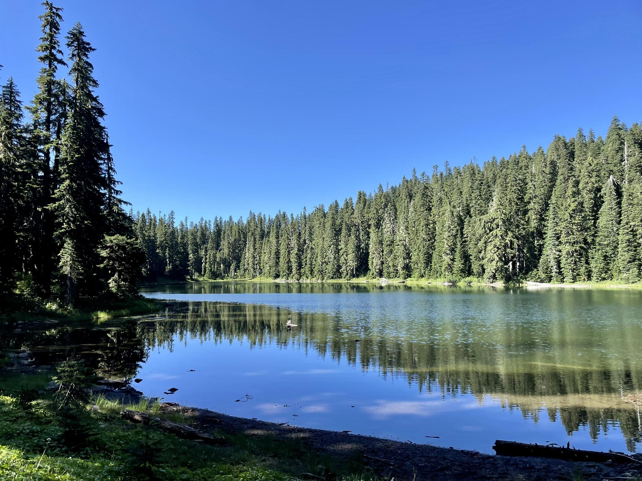 Calm lake reflects a dense pine forest under a bright blue sky.