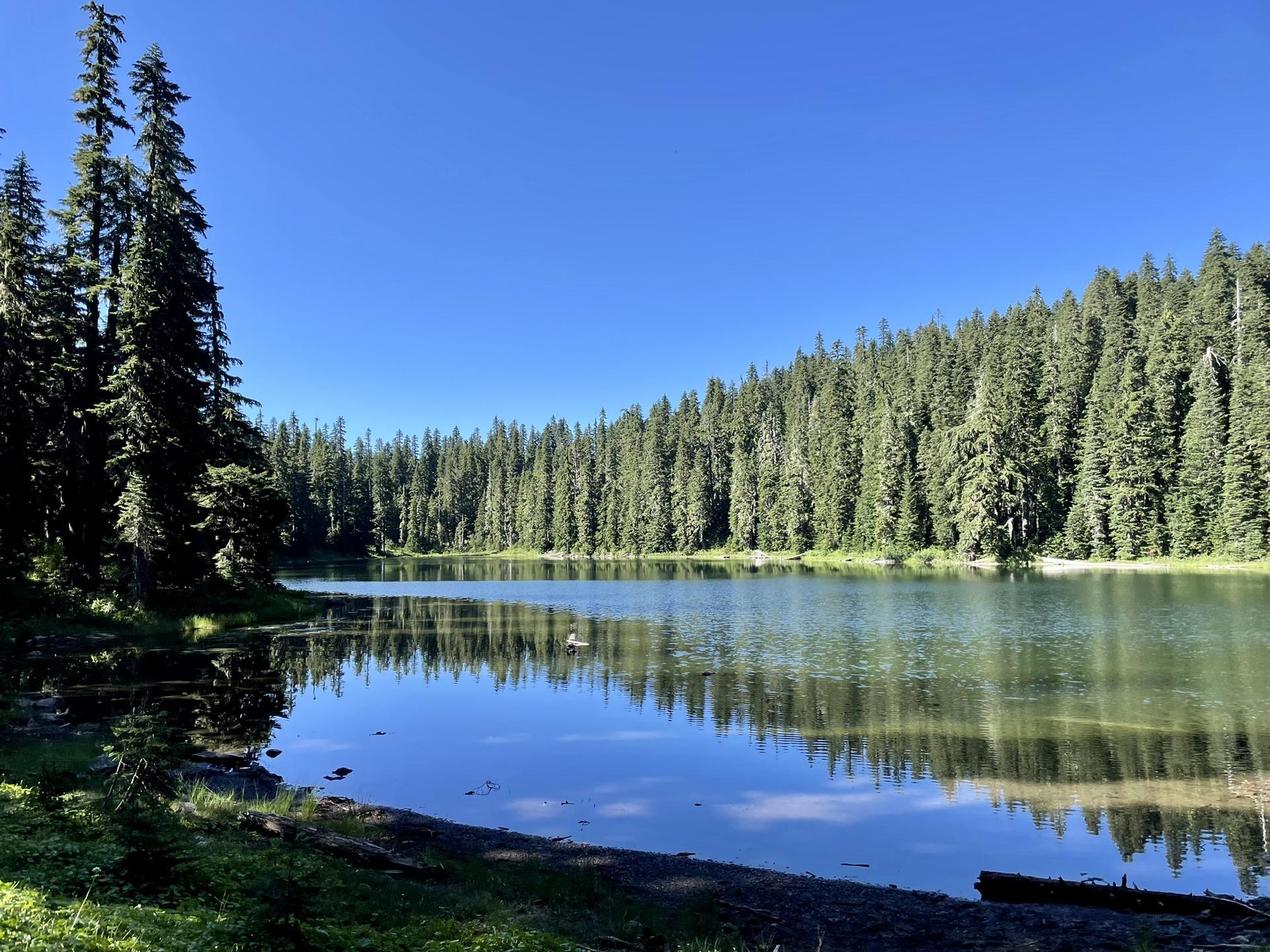 Calm lake reflects a dense pine forest under a bright blue sky.