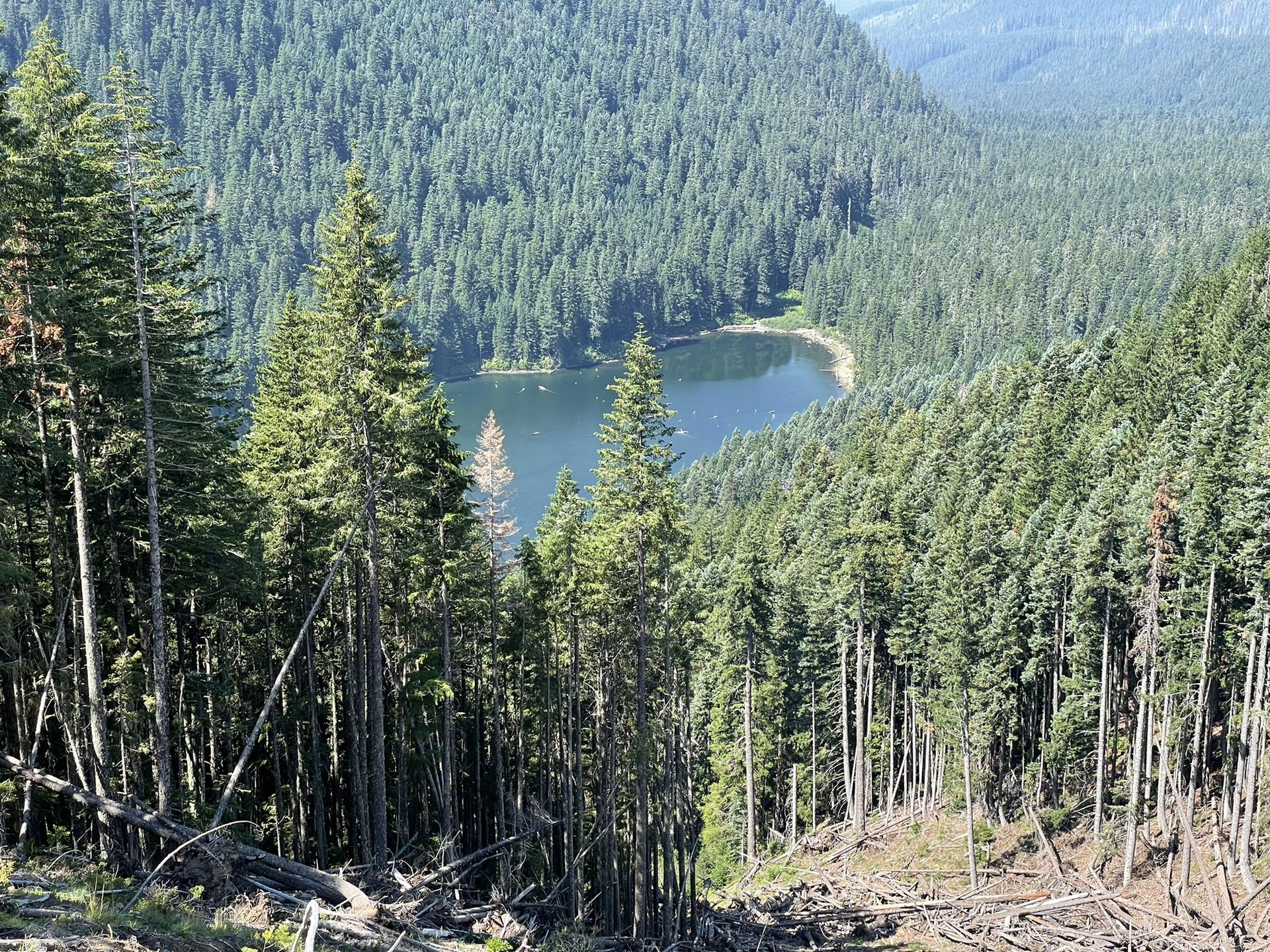 Overhead view of a serene lake nestled within a dense, sunlit pine forest.