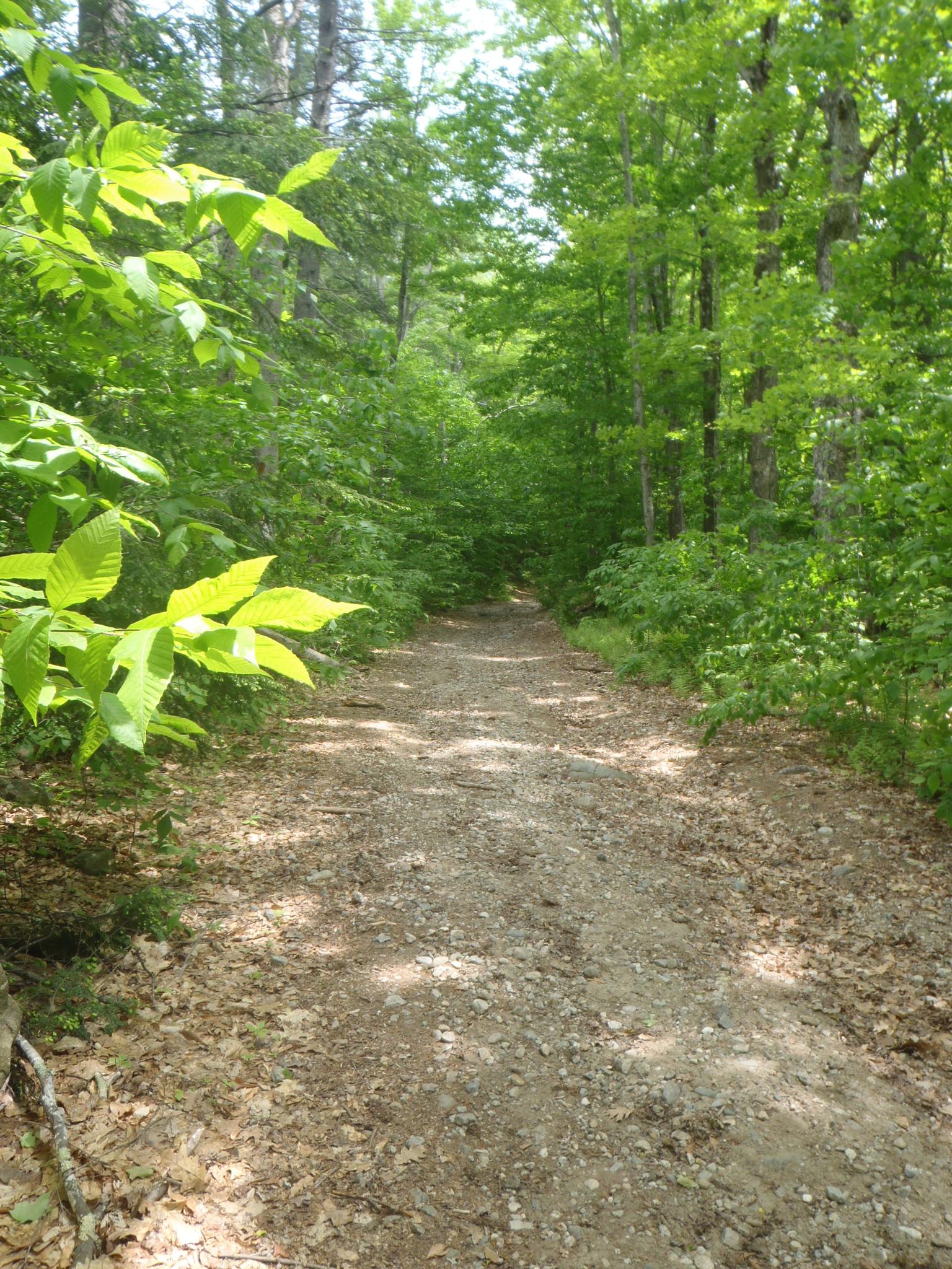 A sunlit dirt path winds through a dense green forest.