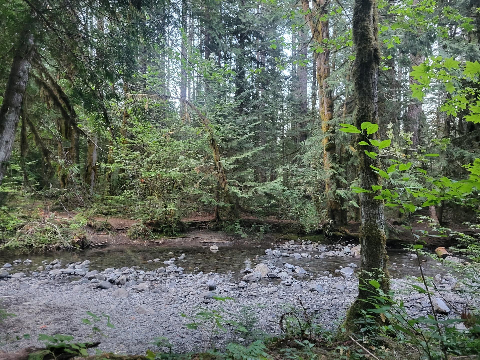 A shallow, rocky stream flows through a dense, mossy green forest.
