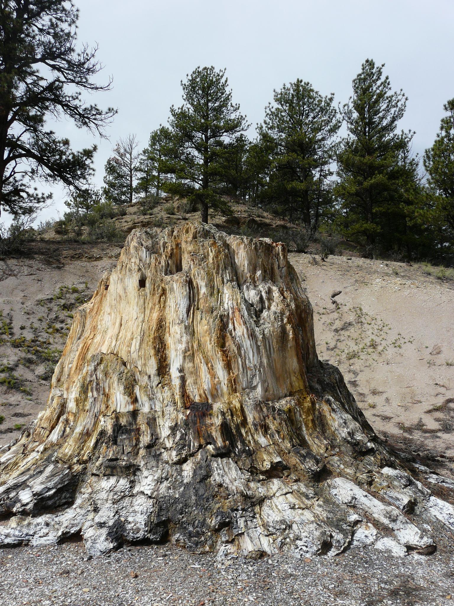 A large, textured petrified tree stump stands on sandy ground under an overcast sky.