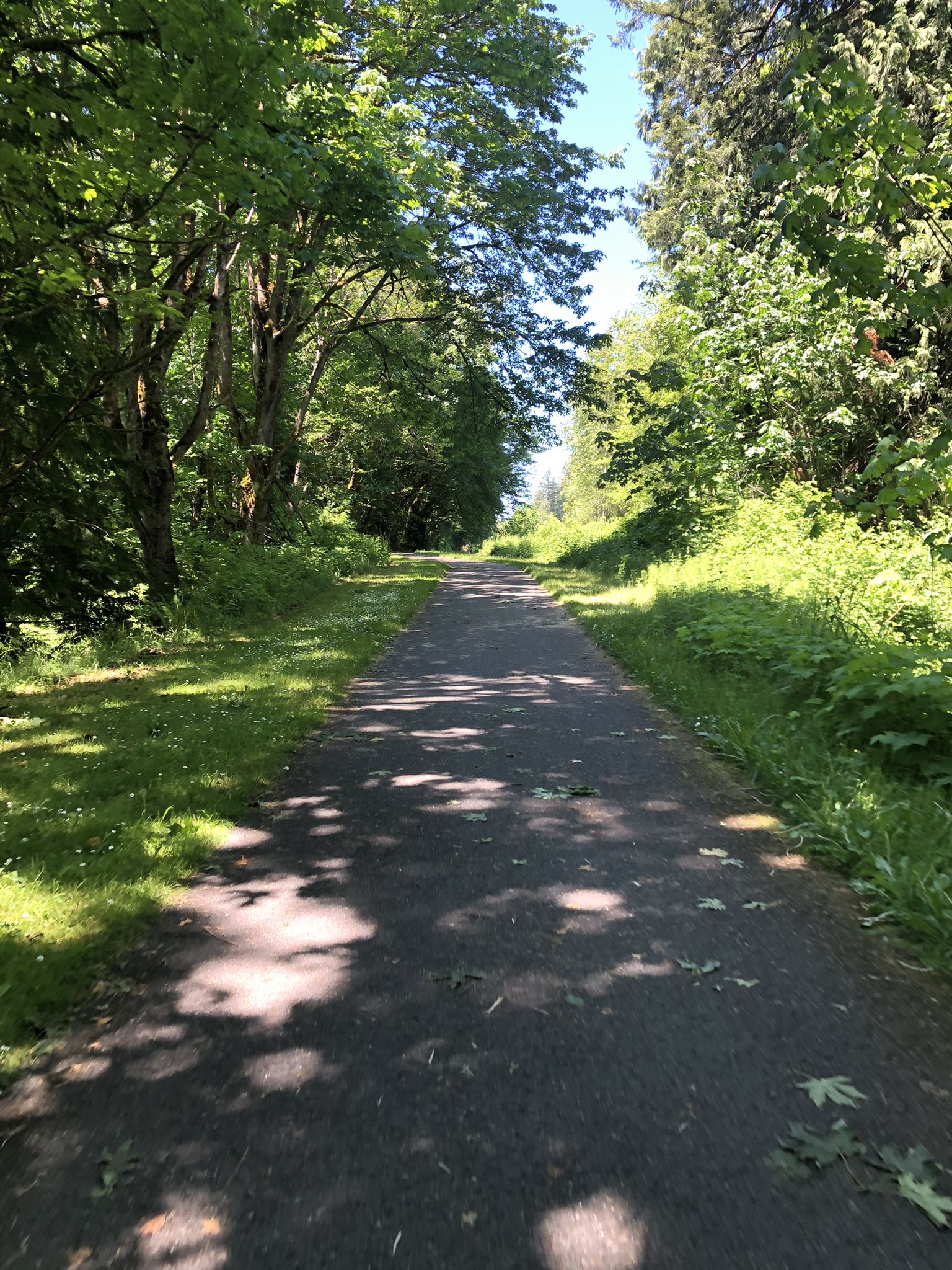 Paved path through a green forest with dappled sunlight. - Snohomish County Centennial Trail
