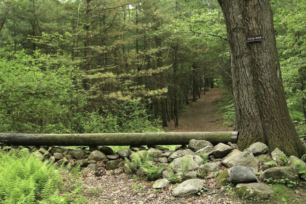 Forest path entrance with a stone wall, log, and large tree.