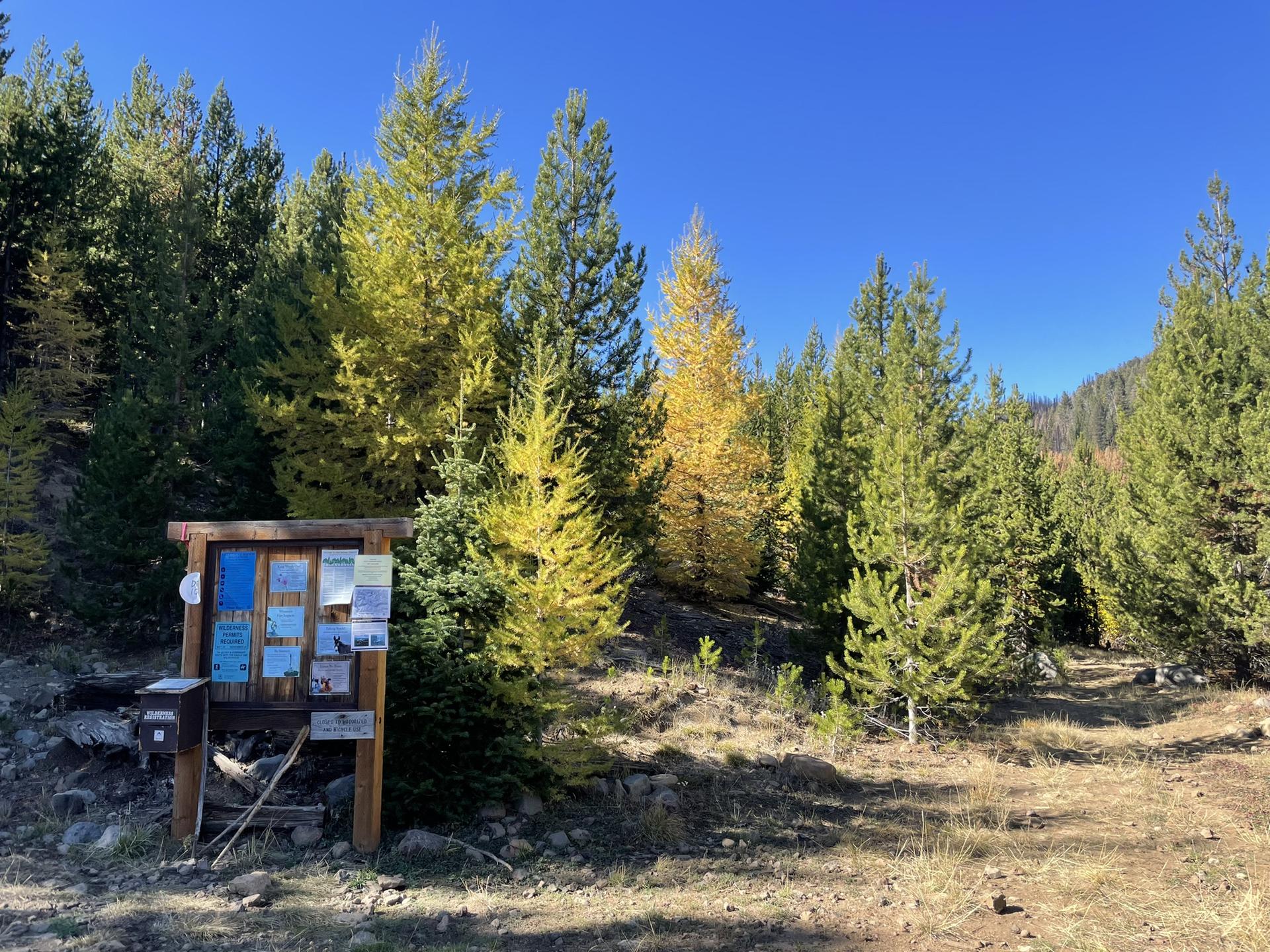 A wooden information board stands among green and yellow pine trees.