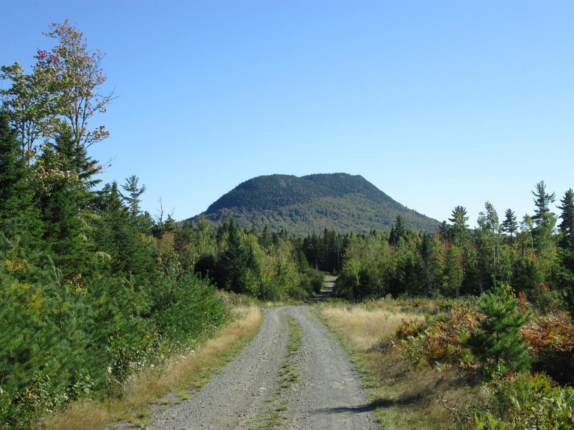Gravel road leading to a forested mountain under a clear blue sky.