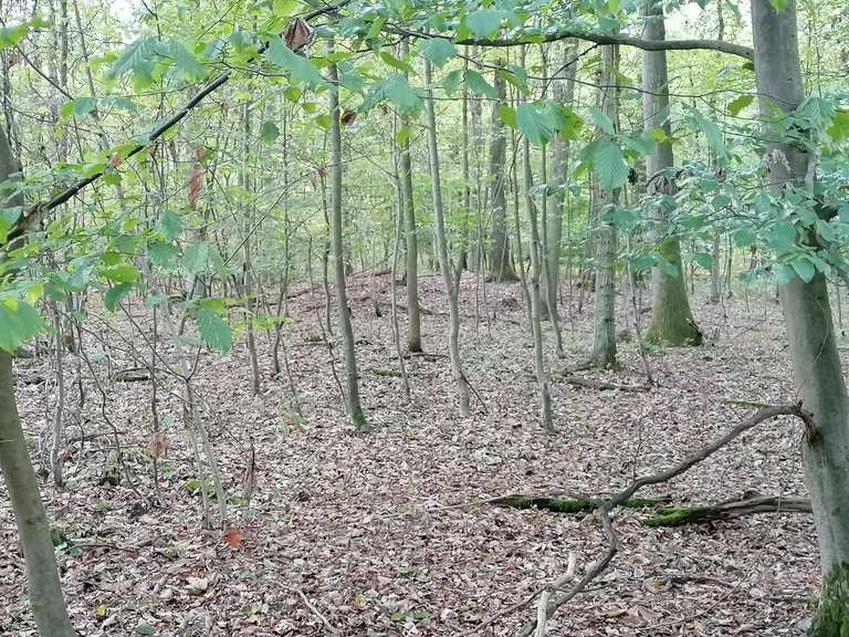 Gräberfeld aus der Bronzezeit (1000 v.Chr) MountainbikeTouren und