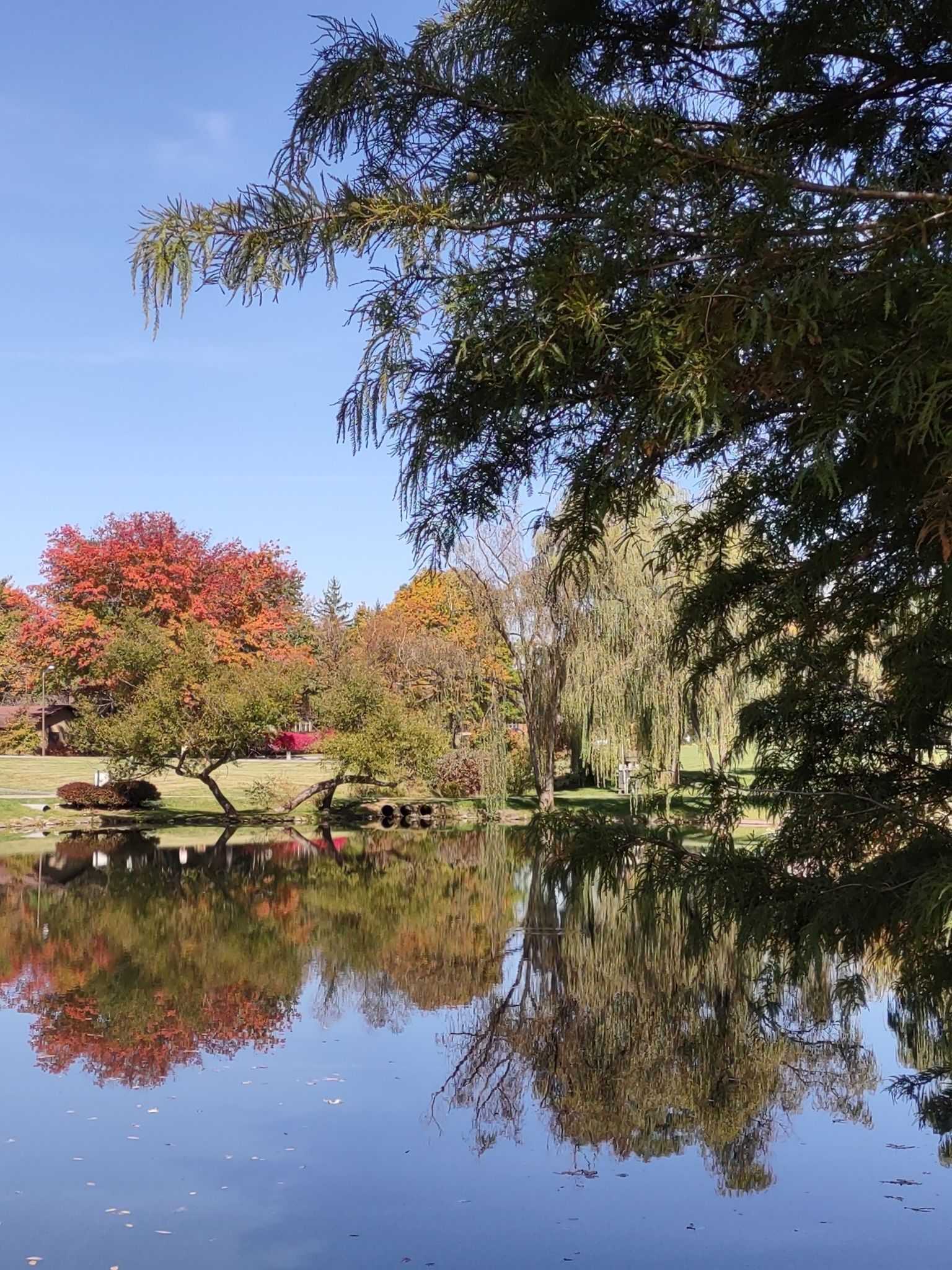 Colorful autumn trees reflected in a calm pond under a blue sky. - Huckleberry Trail