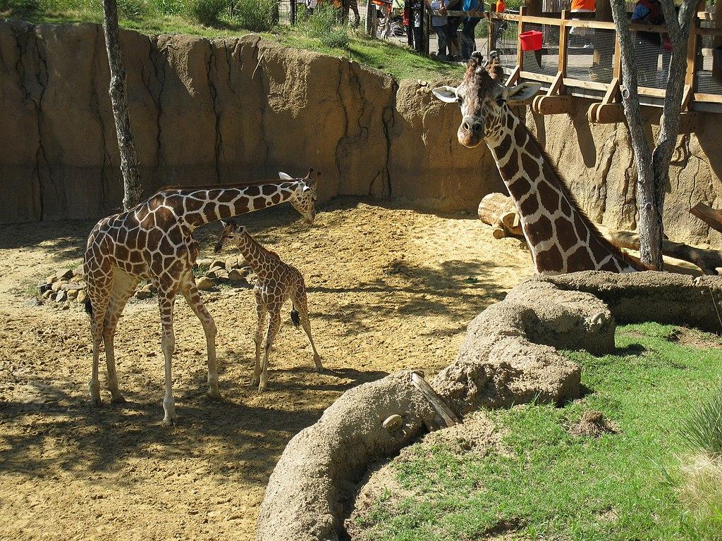 Three giraffes, including a baby, in a sunny, sandy enclosure with observers.