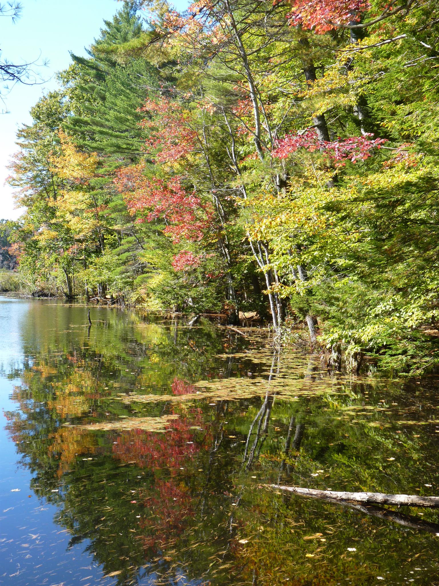 Vibrant autumn trees with red and green leaves reflected in still water.