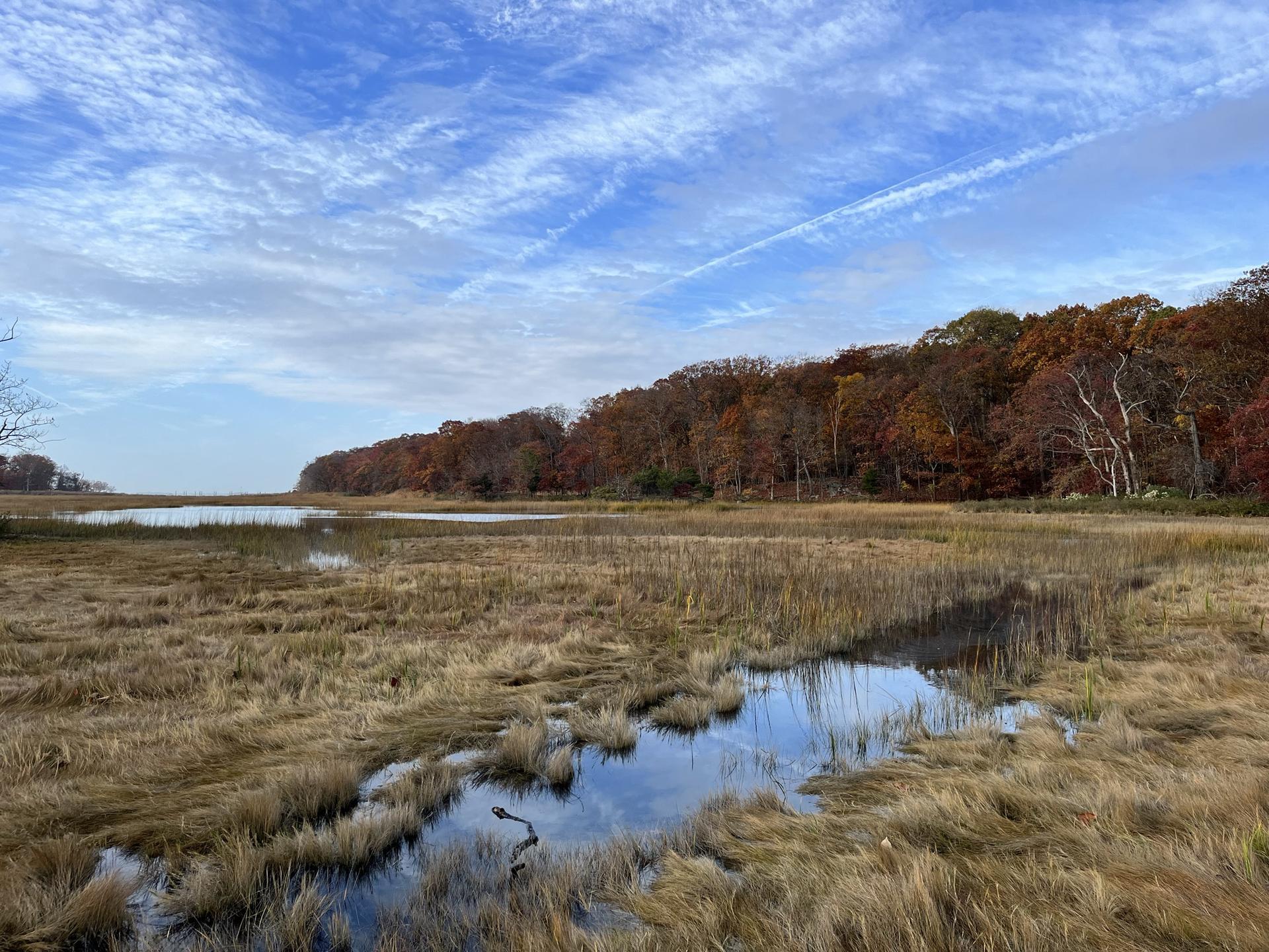 Wetland with golden grasses, water reflections, and autumn trees under cloudy sky.