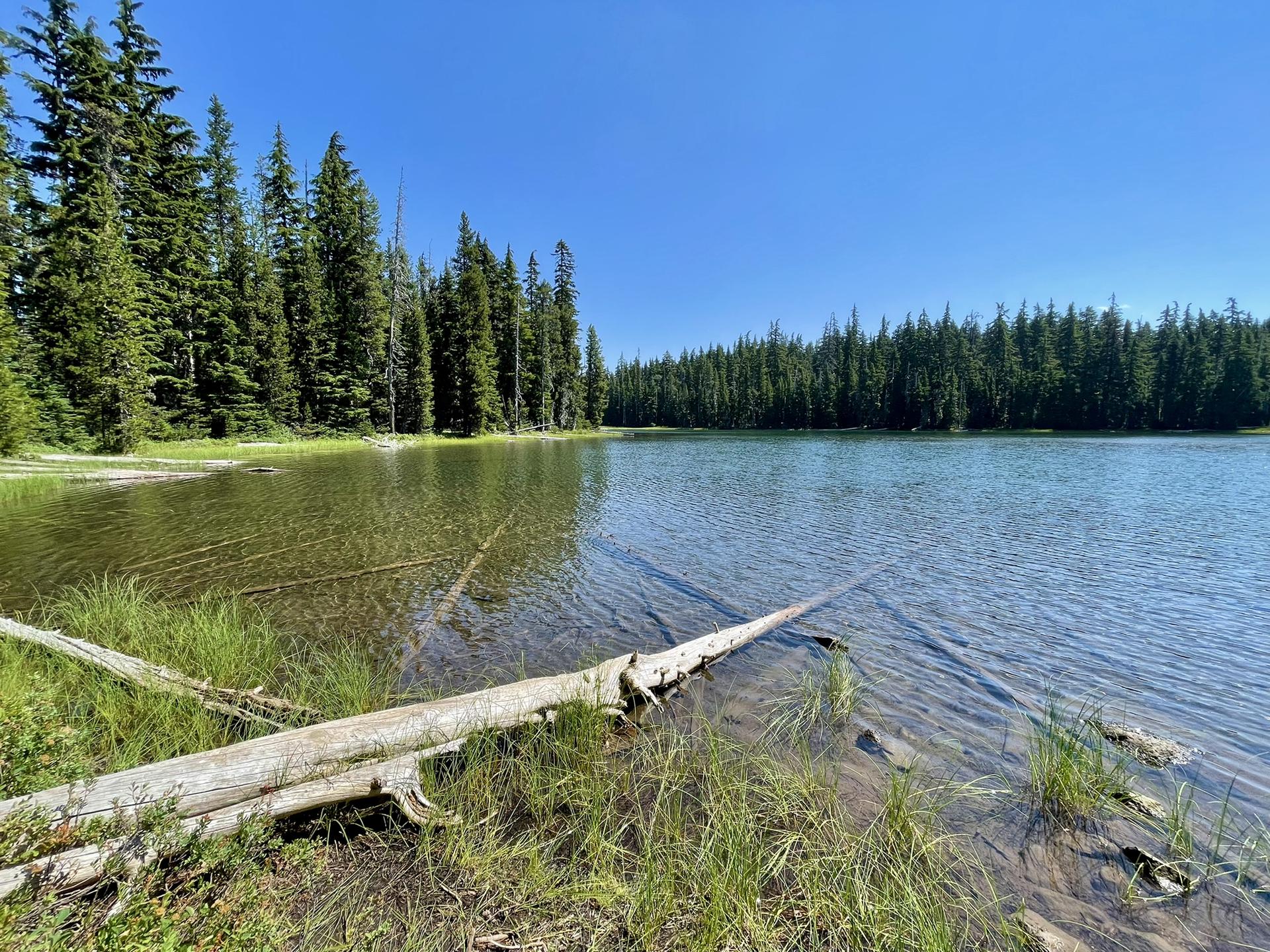 Clear lake with a fallen log on the shore, surrounded by pine trees.