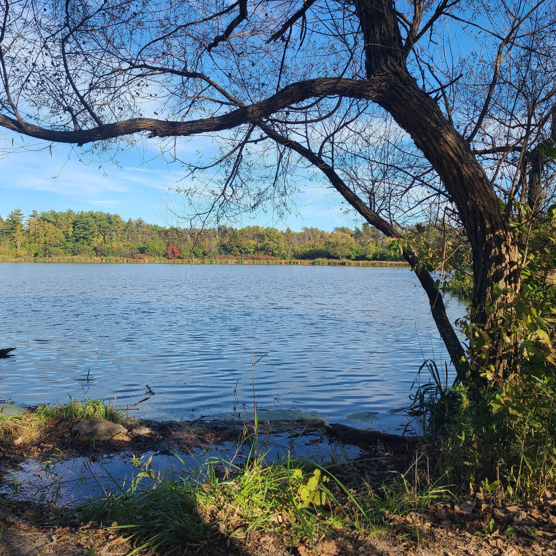 A calm lake with a large tree branch overhanging the water, under a blue sky.