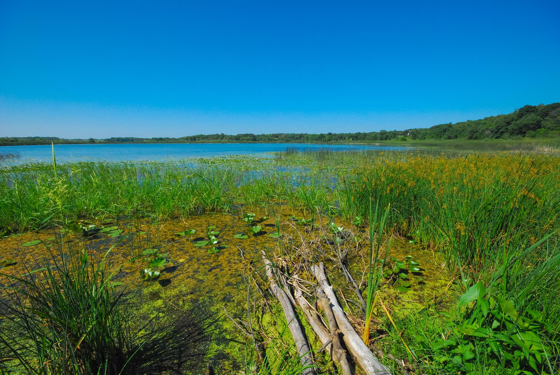 Sunny wetland scene with green reeds, lily pads, and a calm blue lake.