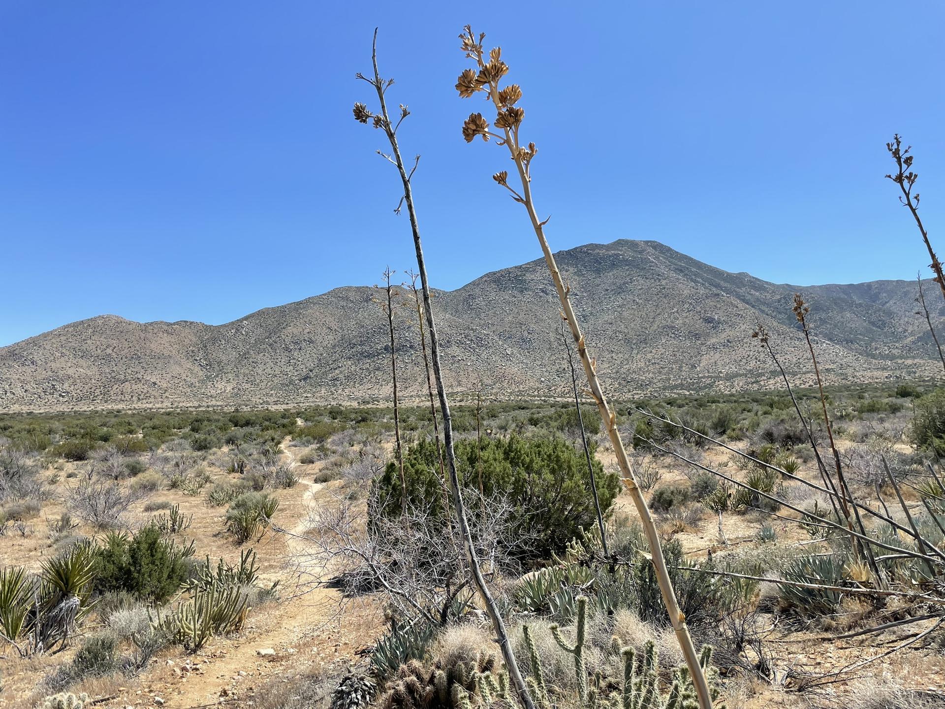 Desert landscape with mountains under clear sky, tall plant stalks in foreground.