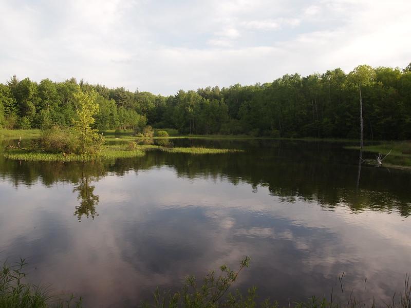 Calm lake reflecting cloudy sky and green forest under soft natural light.