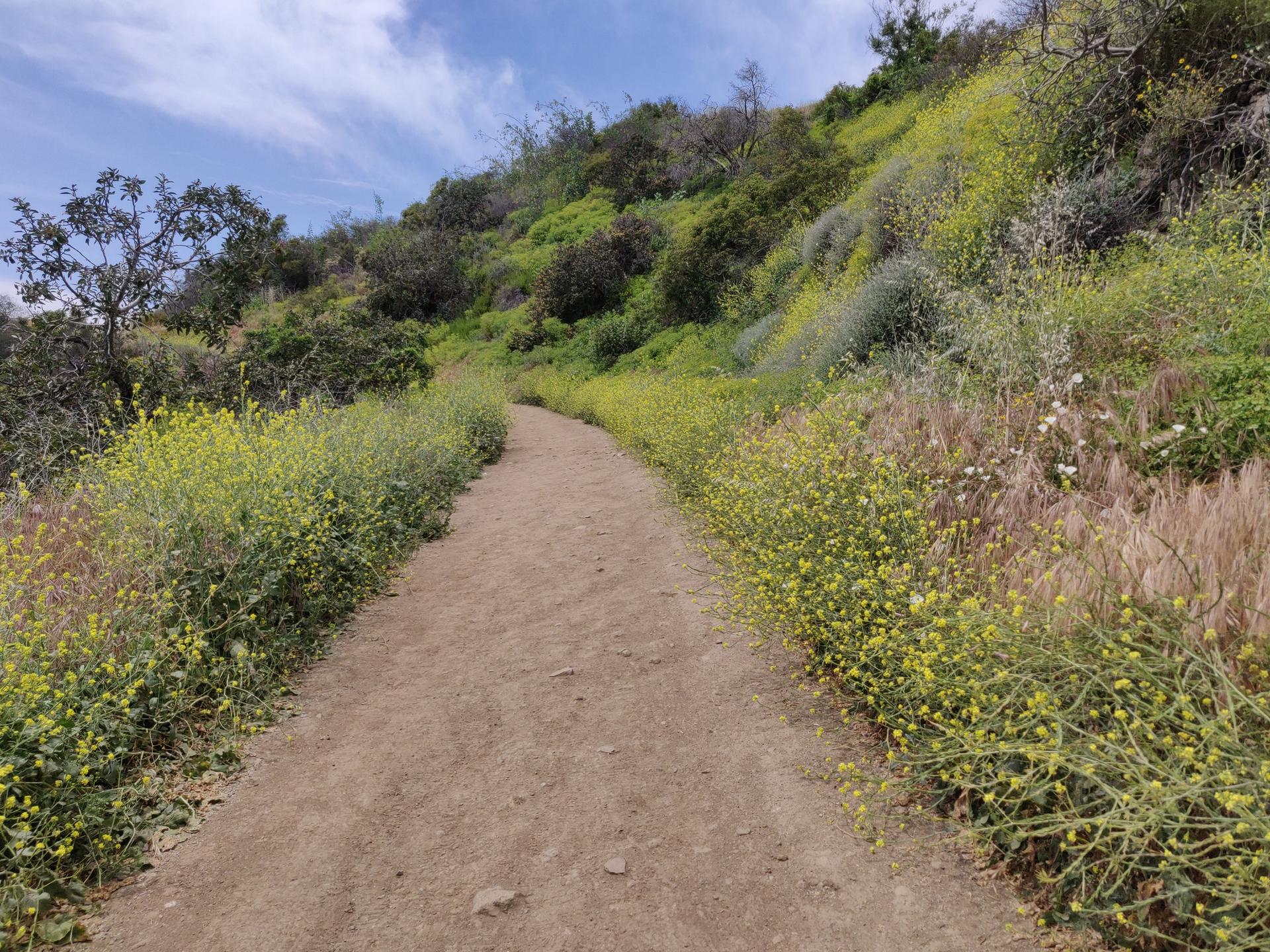 A dirt path ascends a hillside covered in vibrant green and yellow wildflowers.