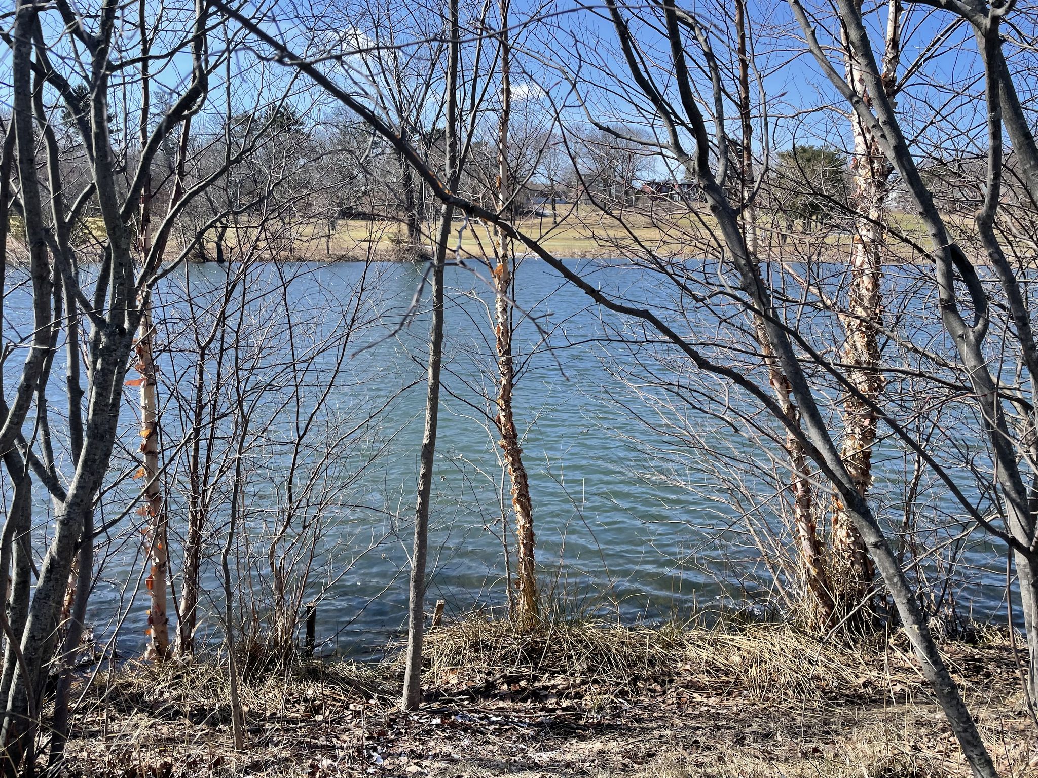 A lake seen through bare tree branches on a sunny day. - Fresh Pond Bikeway – Fresh Pond Path loop from Mount Auburn Cemetery