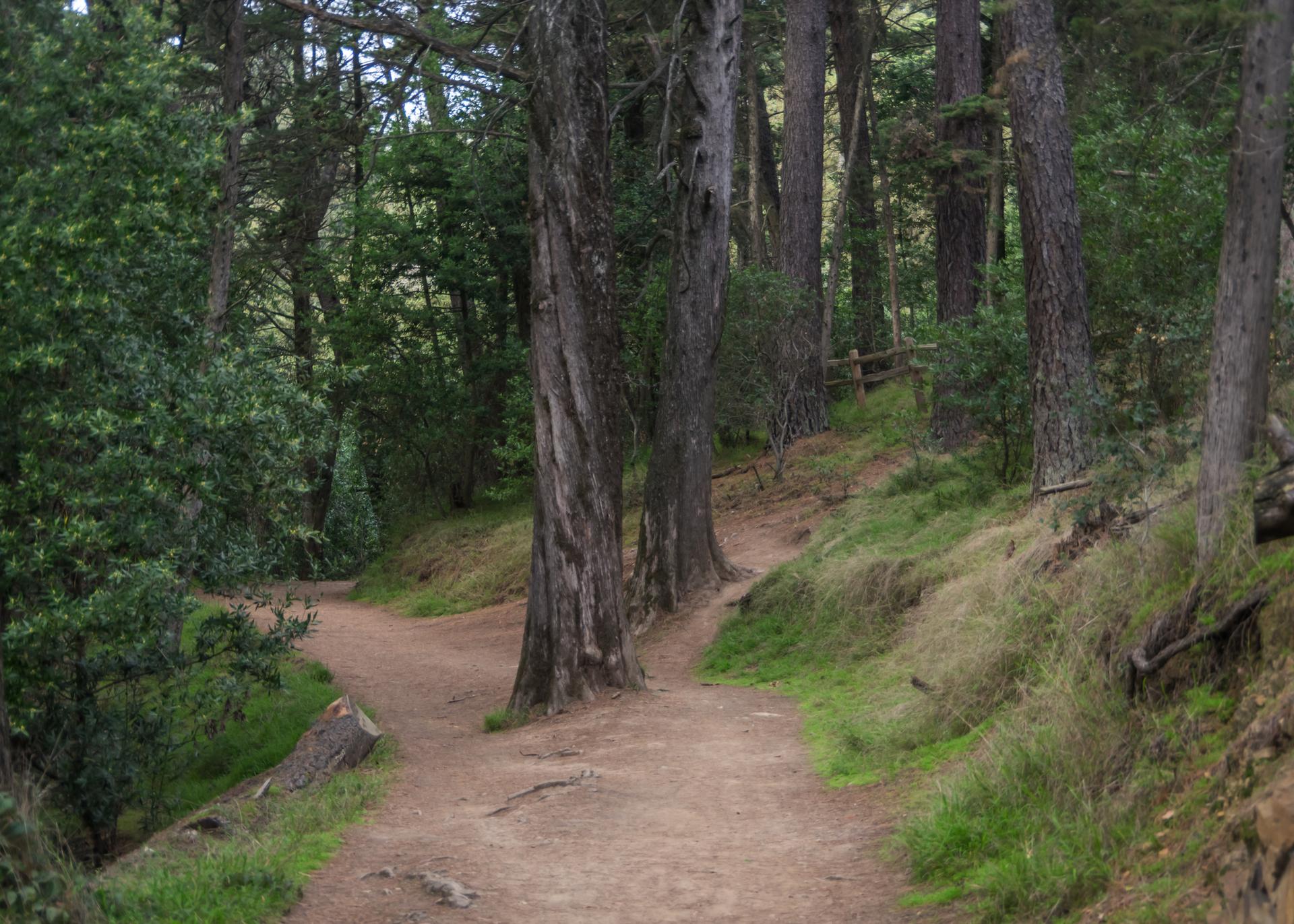 A dirt trail forks through a dense forest with tall trees and green slopes.