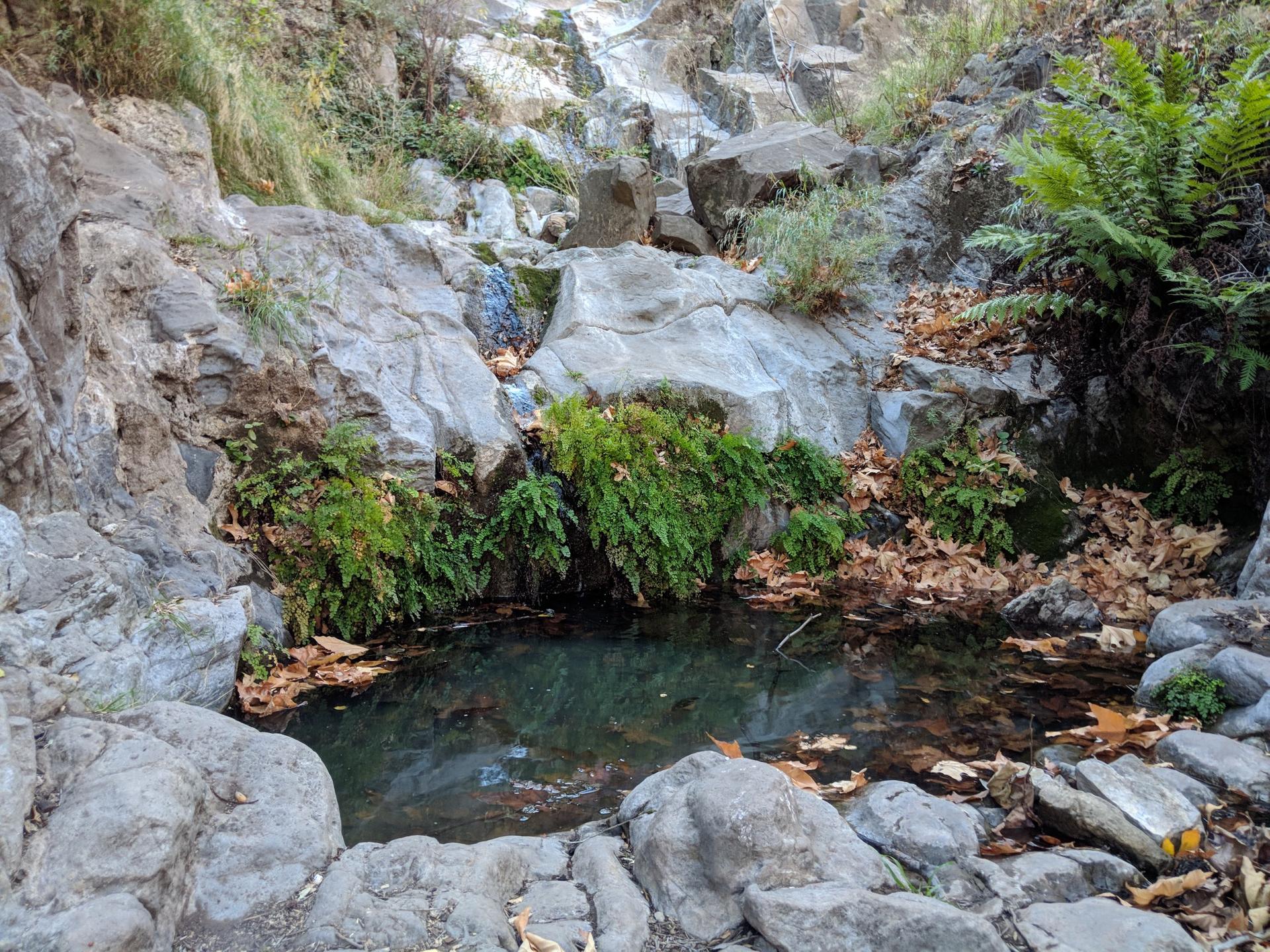 A small, clear pool surrounded by rocks and green ferns in dappled light.