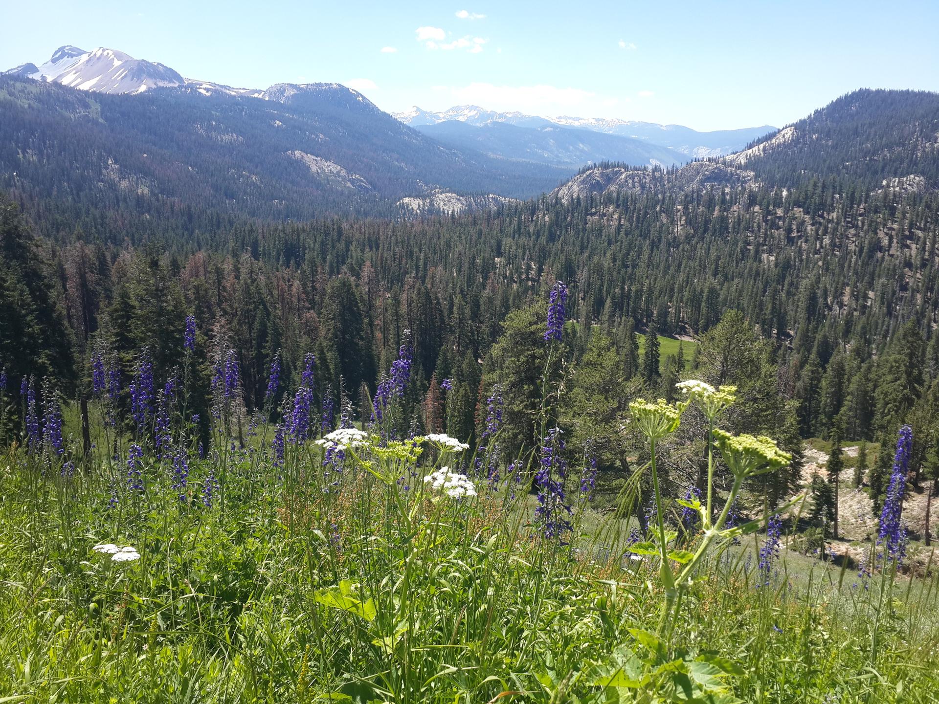 A vibrant mountain landscape with a forest valley and colorful wildflowers in sunlight.