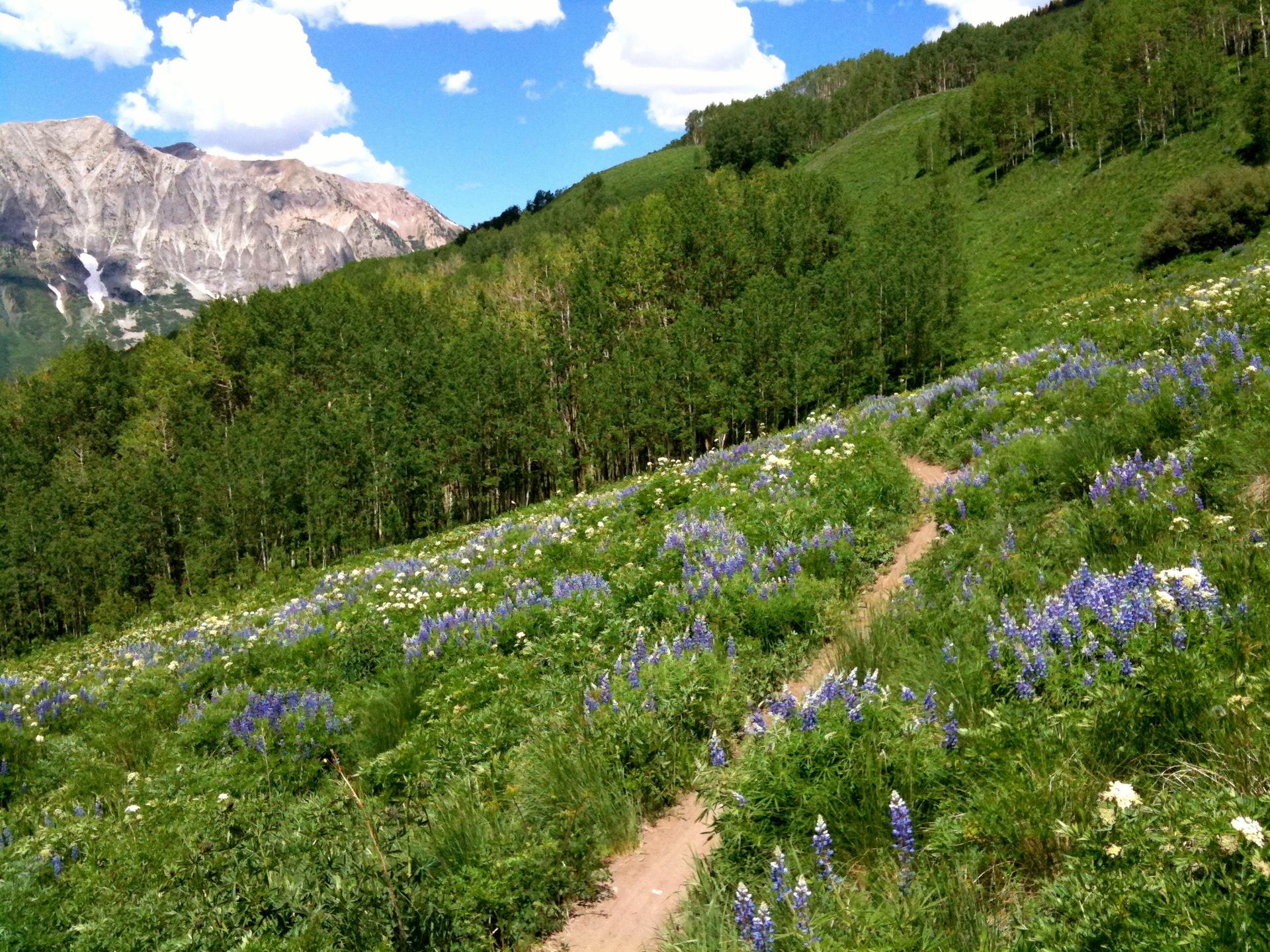 Dirt path winding through a vibrant green hillside covered in purple wildflowers.
