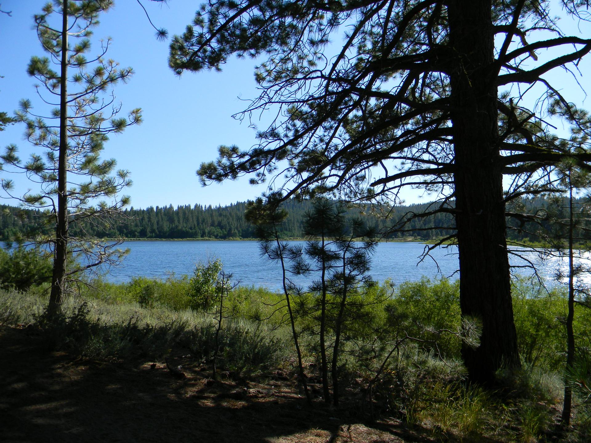 A lake seen through the dark silhouettes of pine trees on a sunny day.