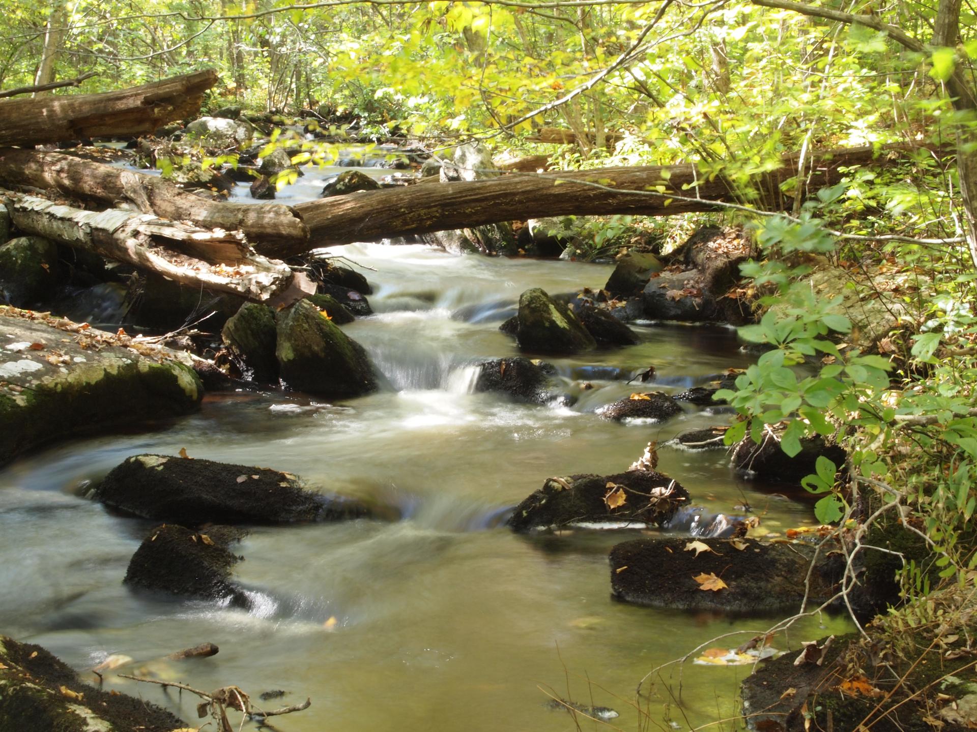 A sunlit stream flows over rocks and fallen logs in a vibrant green forest.